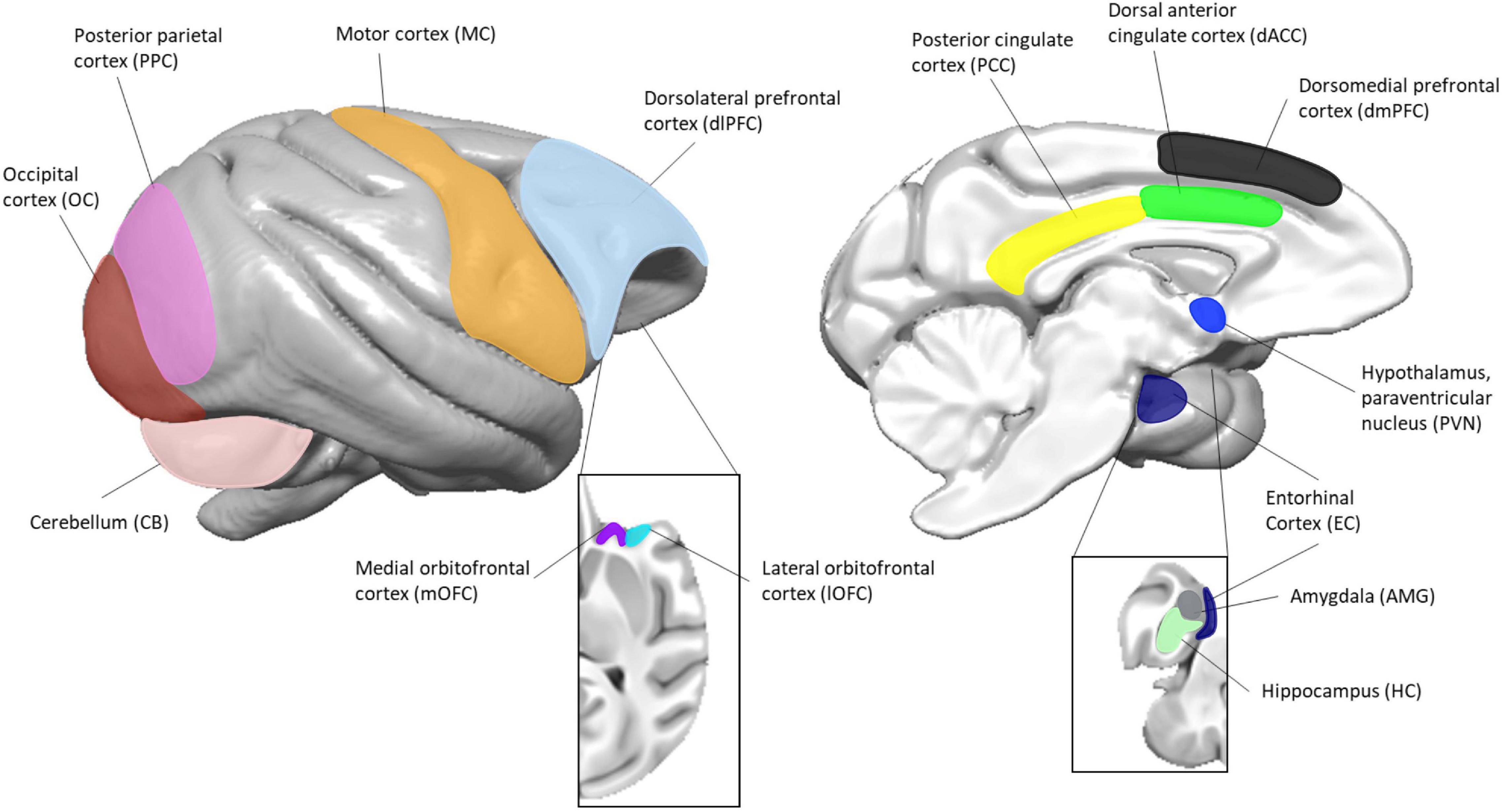 Frontiers Blood Based Mirna Biomarkers As Correlates Of Brain Based Mirna Expression