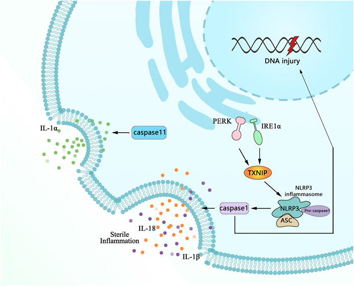 Frontiers | Endoplasmic Reticulum Stress of Gut Enterocyte and ...