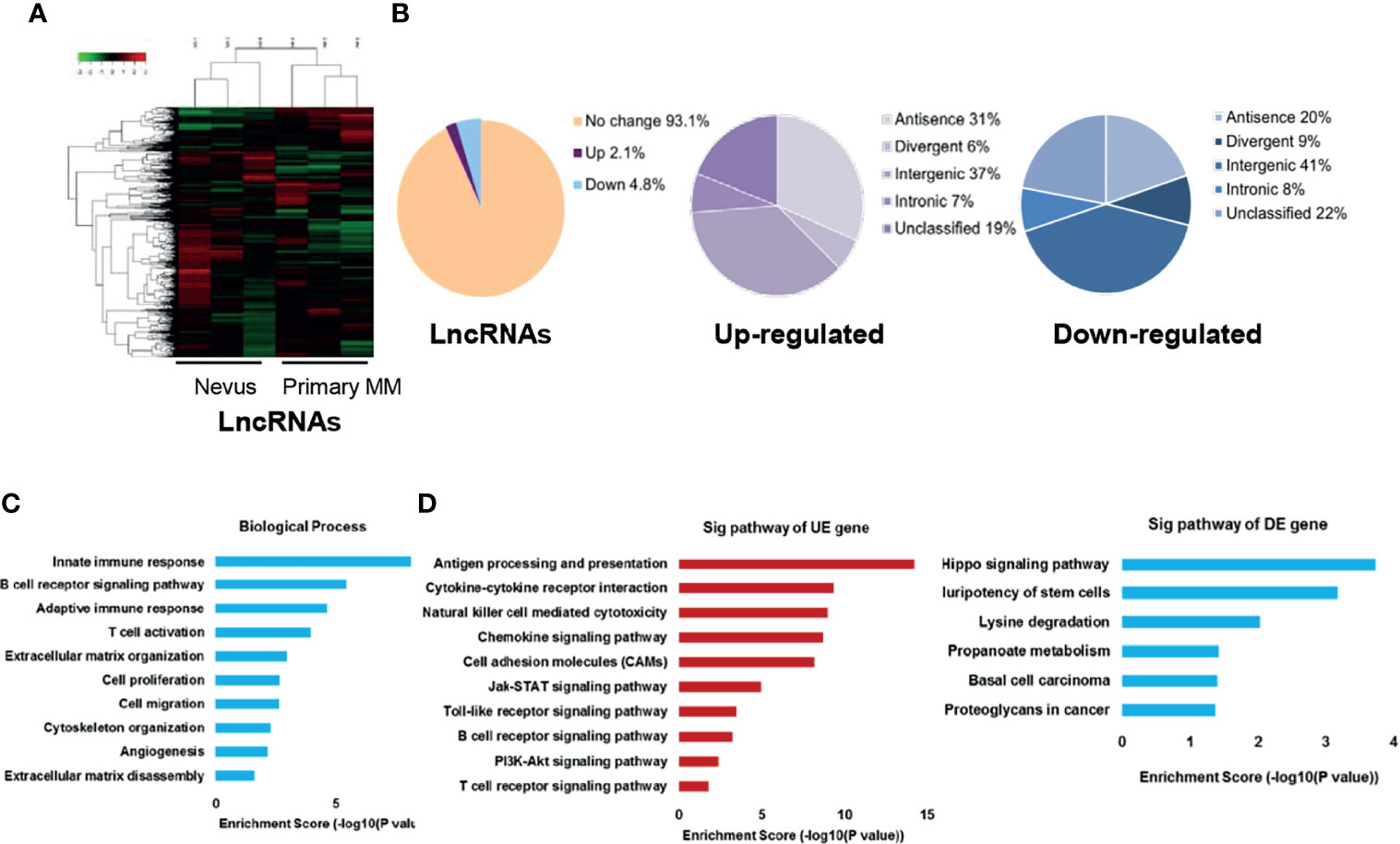 Characterization of long noncoding RNA and messenger RNA signatures in  melanoma tumorigenesis and metastasis