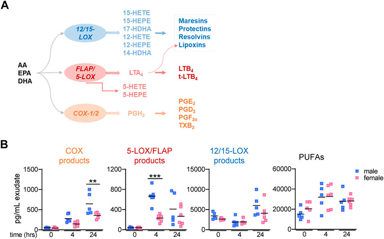 Frontiers  Sex Hormone–Dependent Lipid Mediator Formation in Male and  Female Mice During Peritonitis