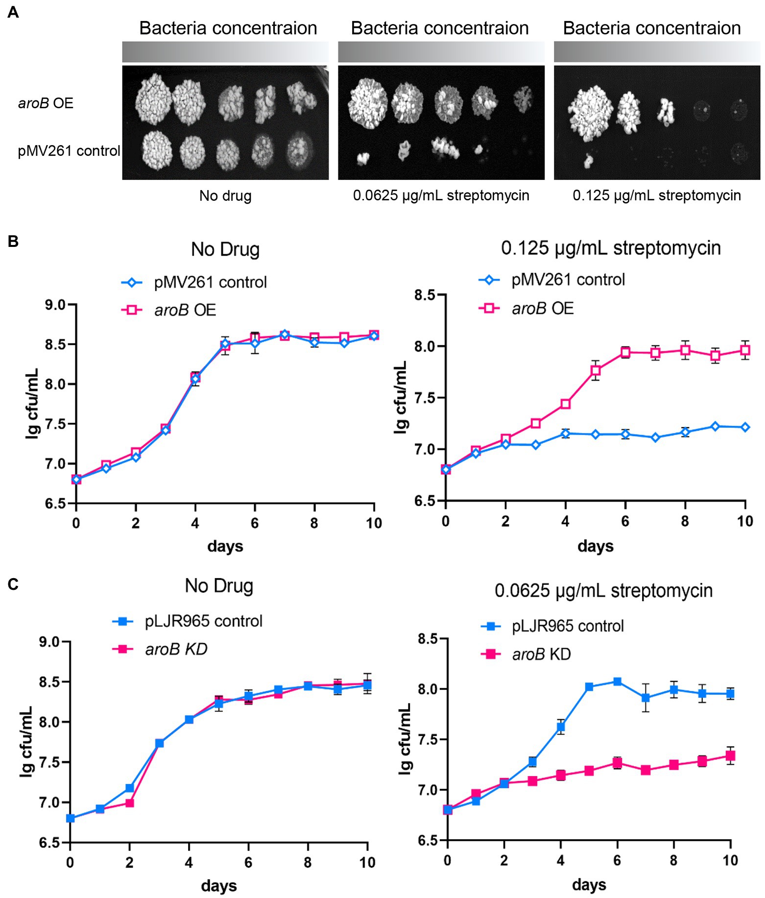 Frontiers | Dehydroquinate Synthase Directly Binds to Streptomycin