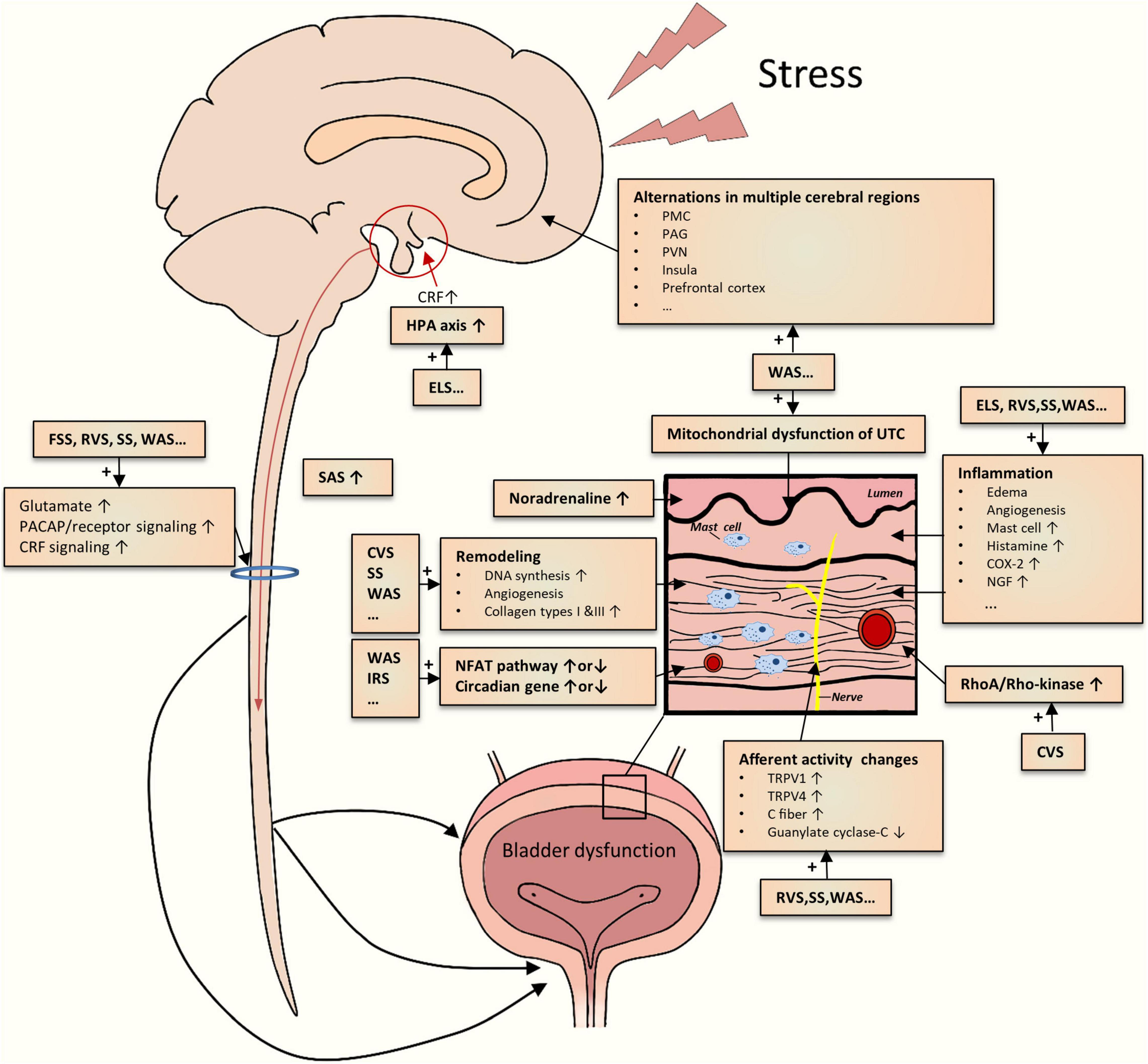 Frontiers  The Effect of Chronic Psychological Stress on Lower