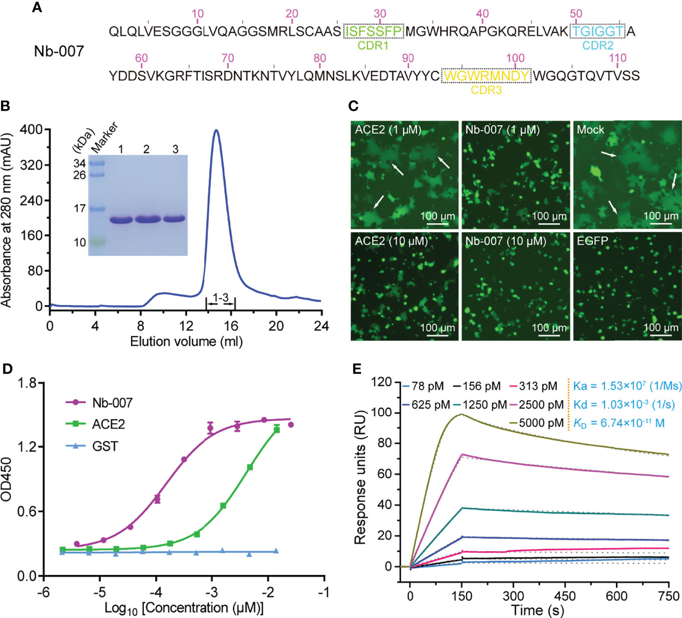 Frontiers A Potent Neutralizing Nanobody Targeting The Spike Receptor Binding Domain Of Sars