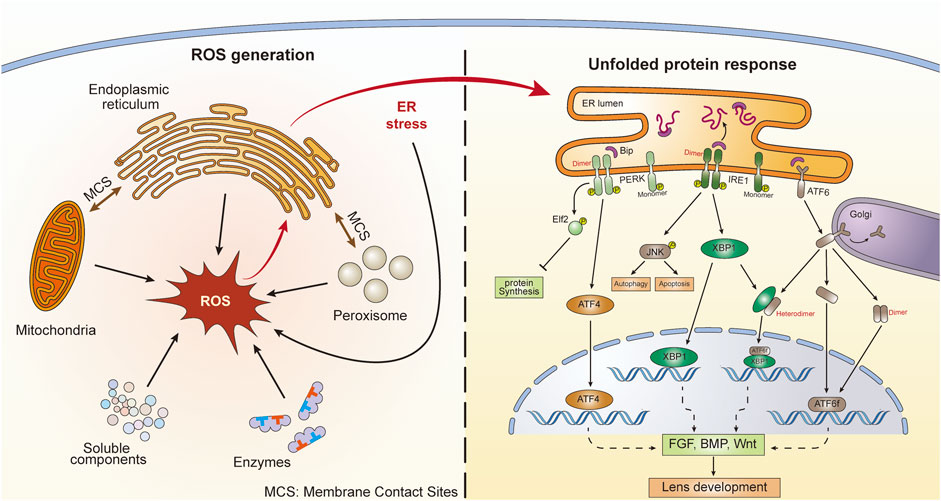 Frontiers | A possible connection between reactive oxygen species and