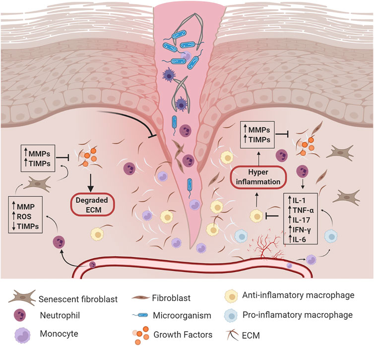 Frontiers  Using extracellular matrix as the bio-glue for wound repair in  the surgery