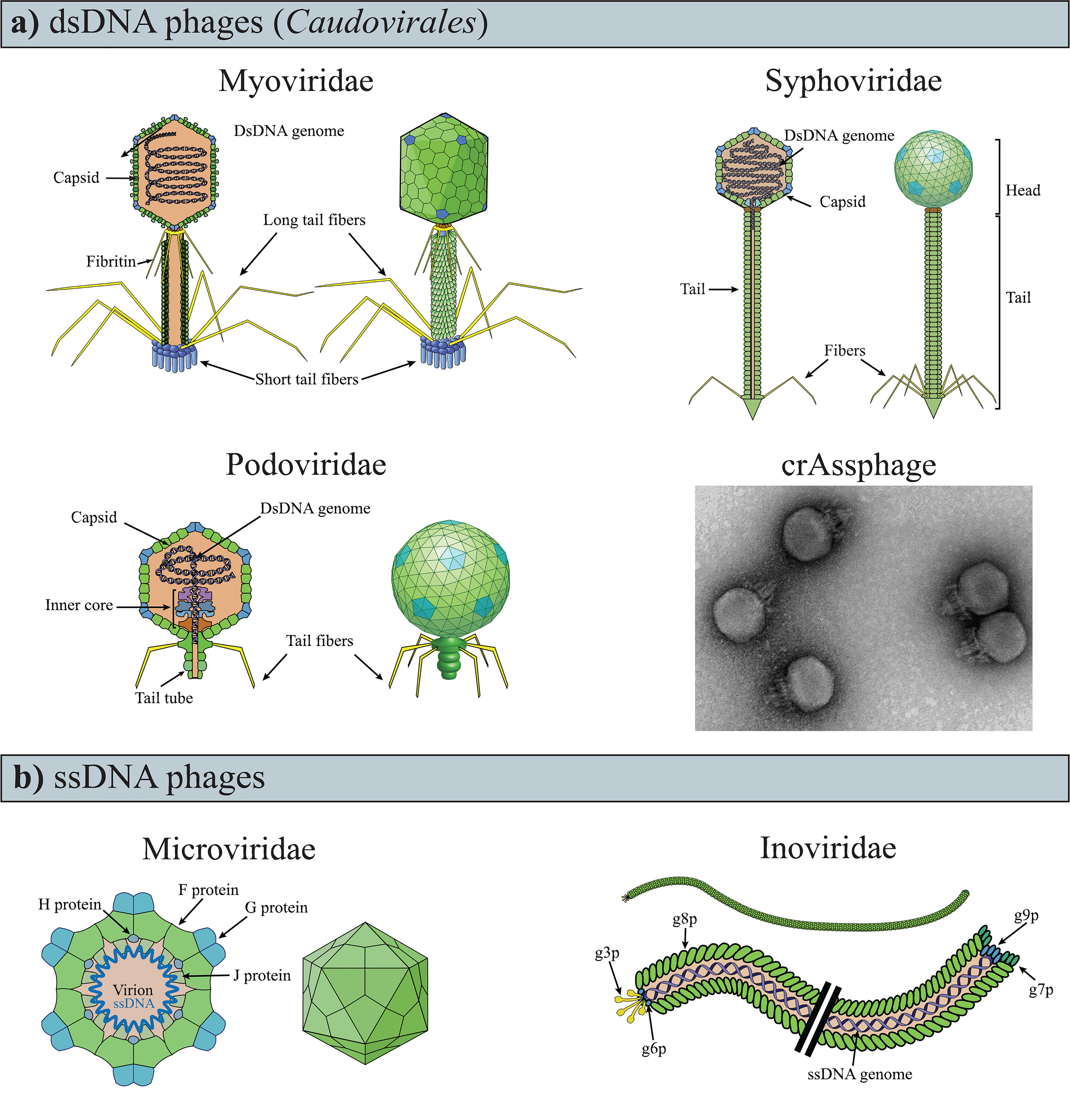 Frontiers Phages in the Gut Ecosystem
