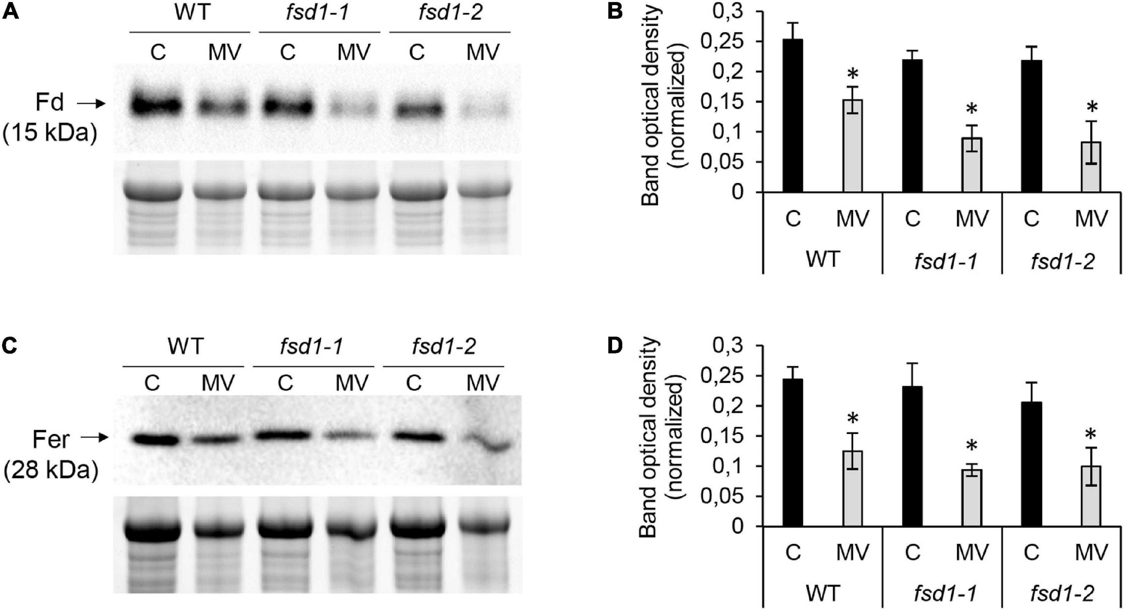 Frontiers Arabidopsis Iron Superoxide Dismutase FSD1 Protects Against