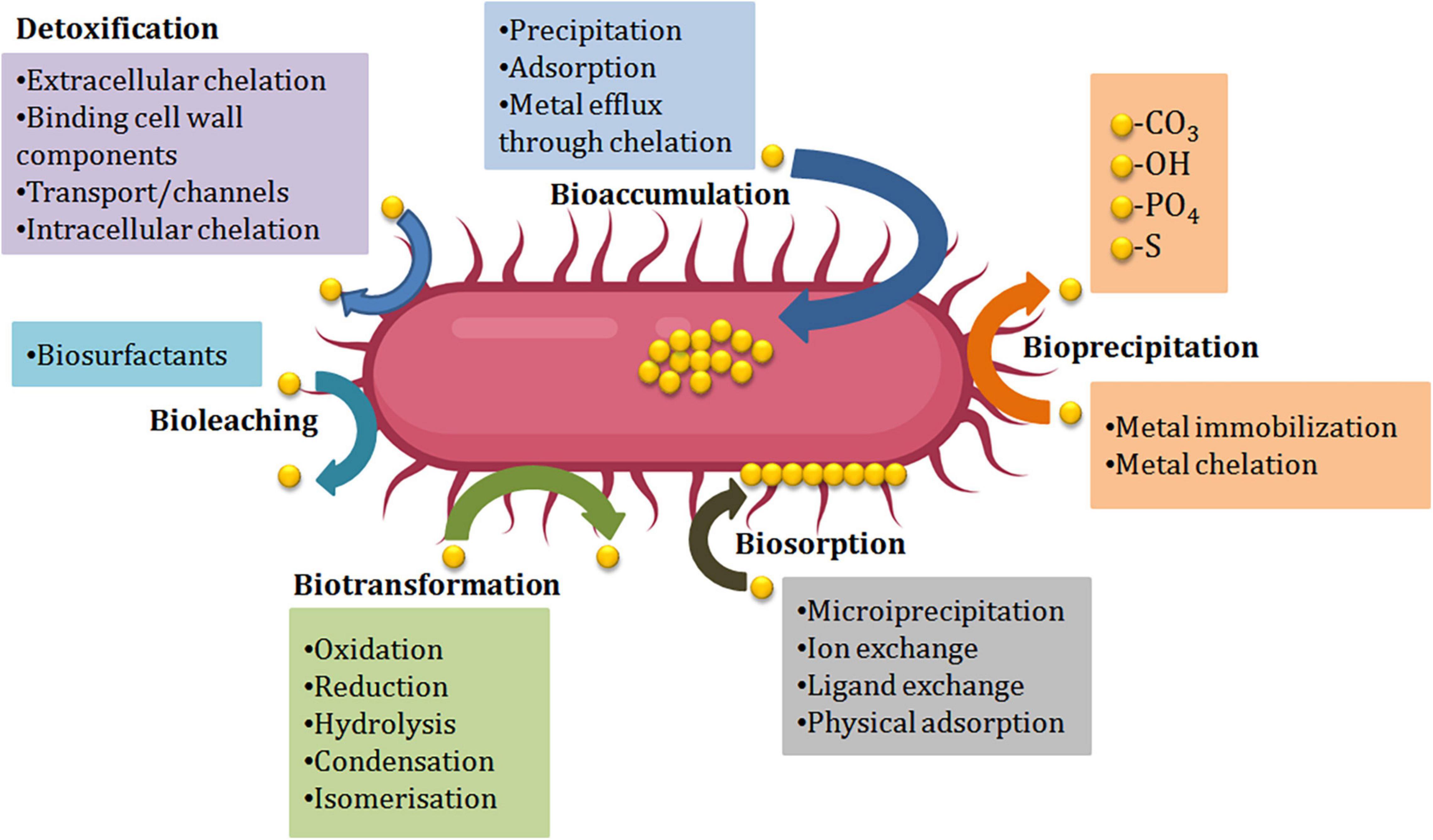 Frontiers Microbial Interventions In Bioremediation Of Heavy Metal 