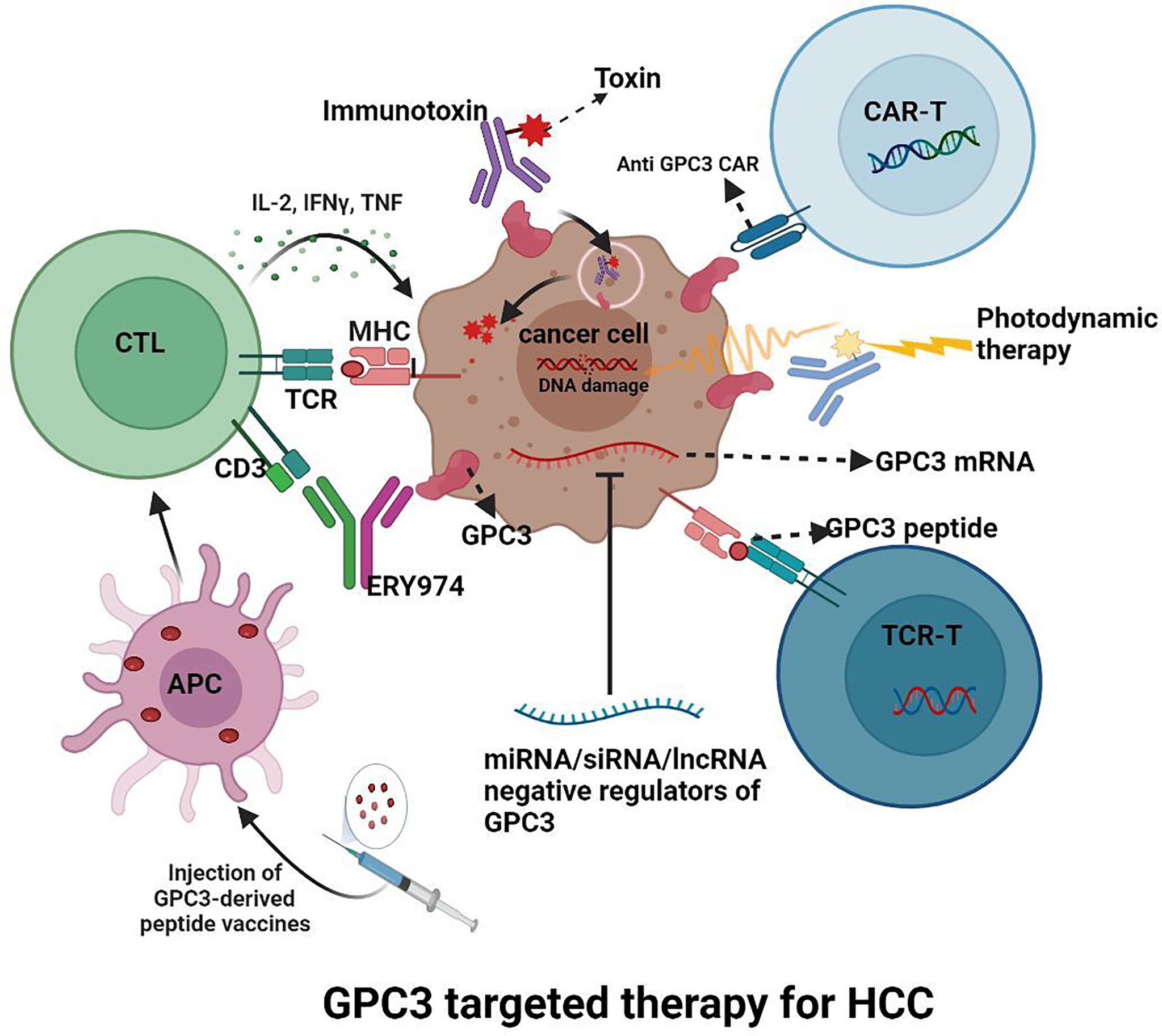 Frontiers Glypican A Novel And Promising Target For The Treatment Of Hepatocellular Carcinoma