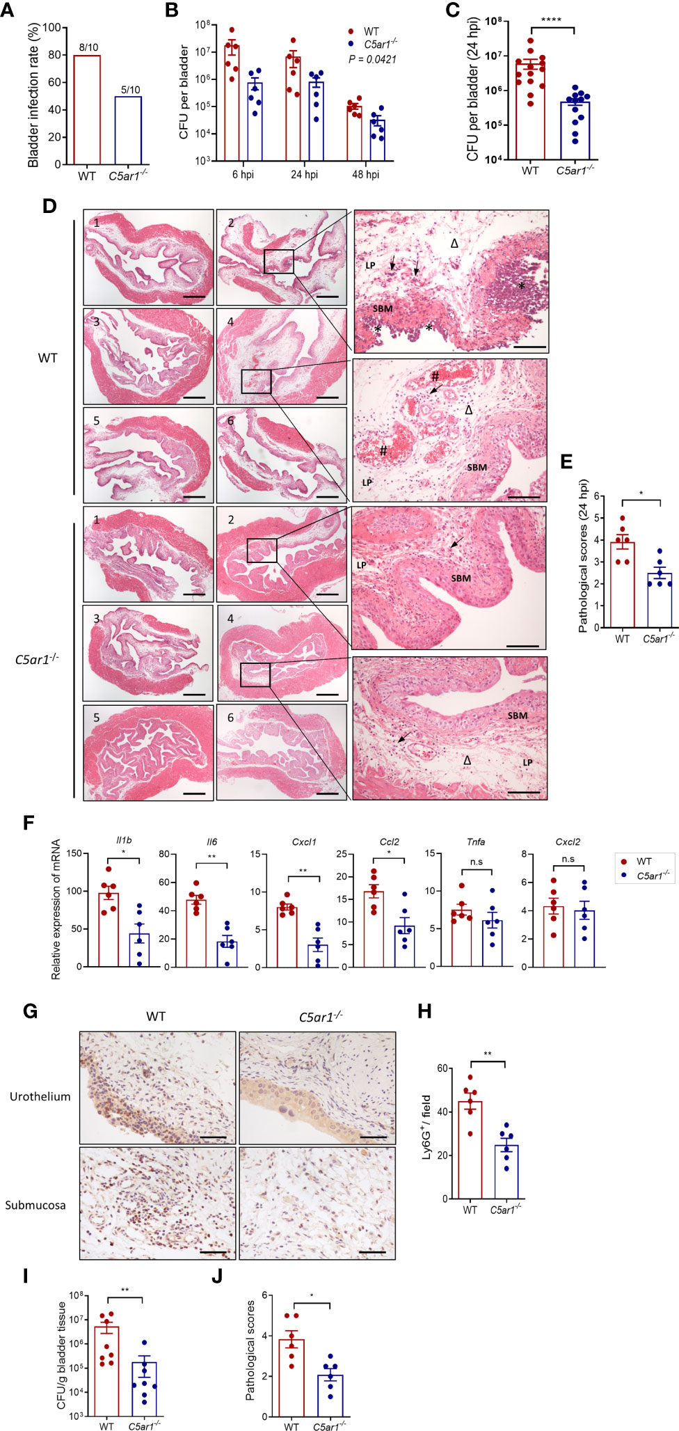 Molecular determinants of disease severity in urinary tract