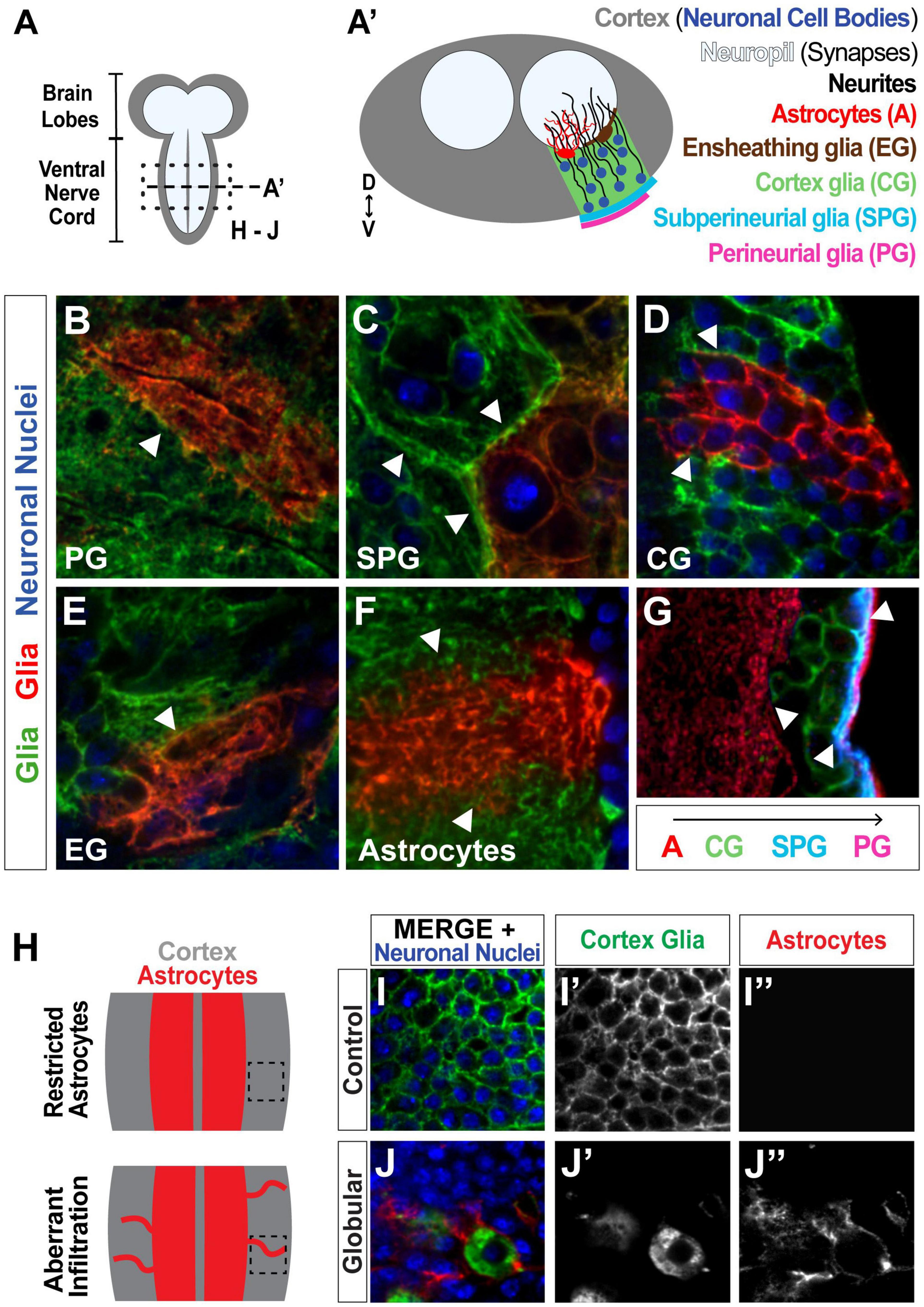 Frontiers | Quantifying Glial-Glial Tiling Using Automated Image ...