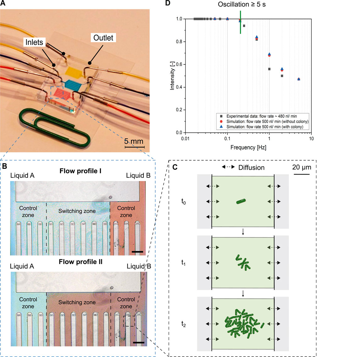 Frontiers  Microfluidic Reproduction of Dynamic Bioreactor