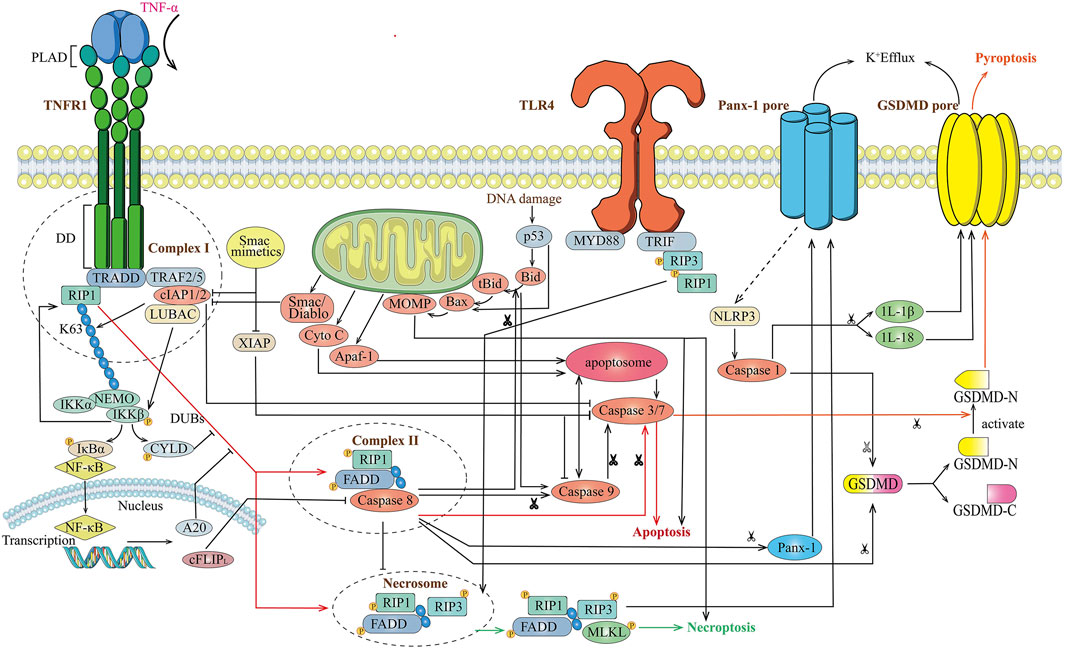 TNF--induced TAK1 phosphorylation at Thr-187. A, HeLa cells (2 10 6