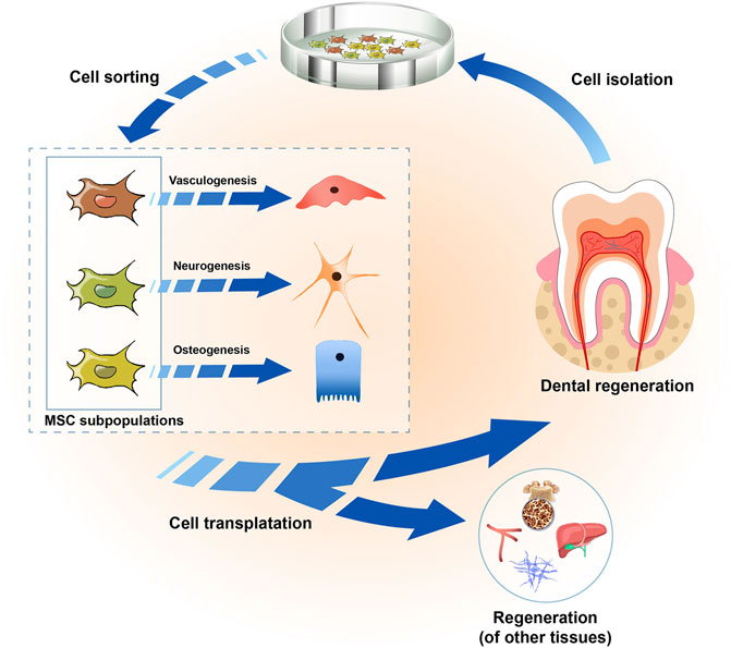 Purified Human Dental Pulp Stem Cells Promote Osteogenic Regeneration - T.  Yasui, Y. Mabuchi, H. Toriumi, T. Ebine, K. Niibe, D.D. Houlihan, S.  Morikawa, K. Onizawa, H. Kawana, C. Akazawa, N. Suzuki