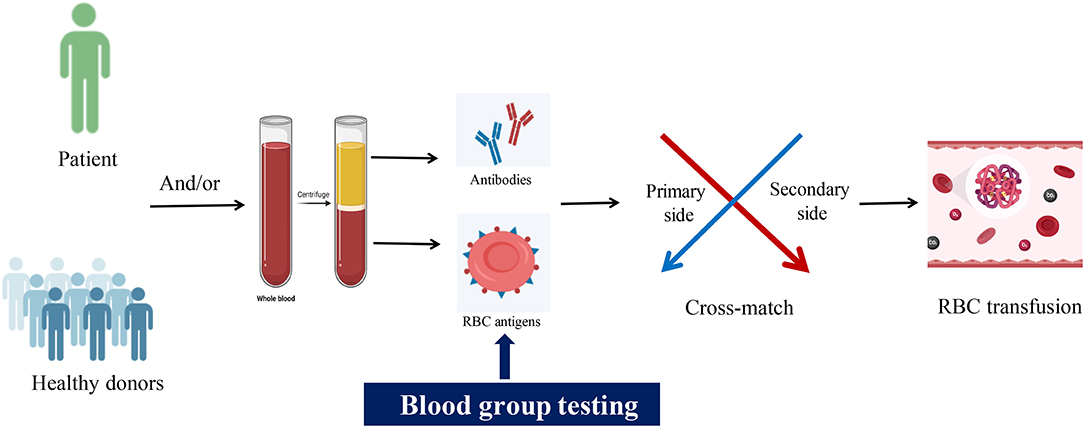 Blood Group Test: Type, Home Kit, Sample Report & Price [2023]