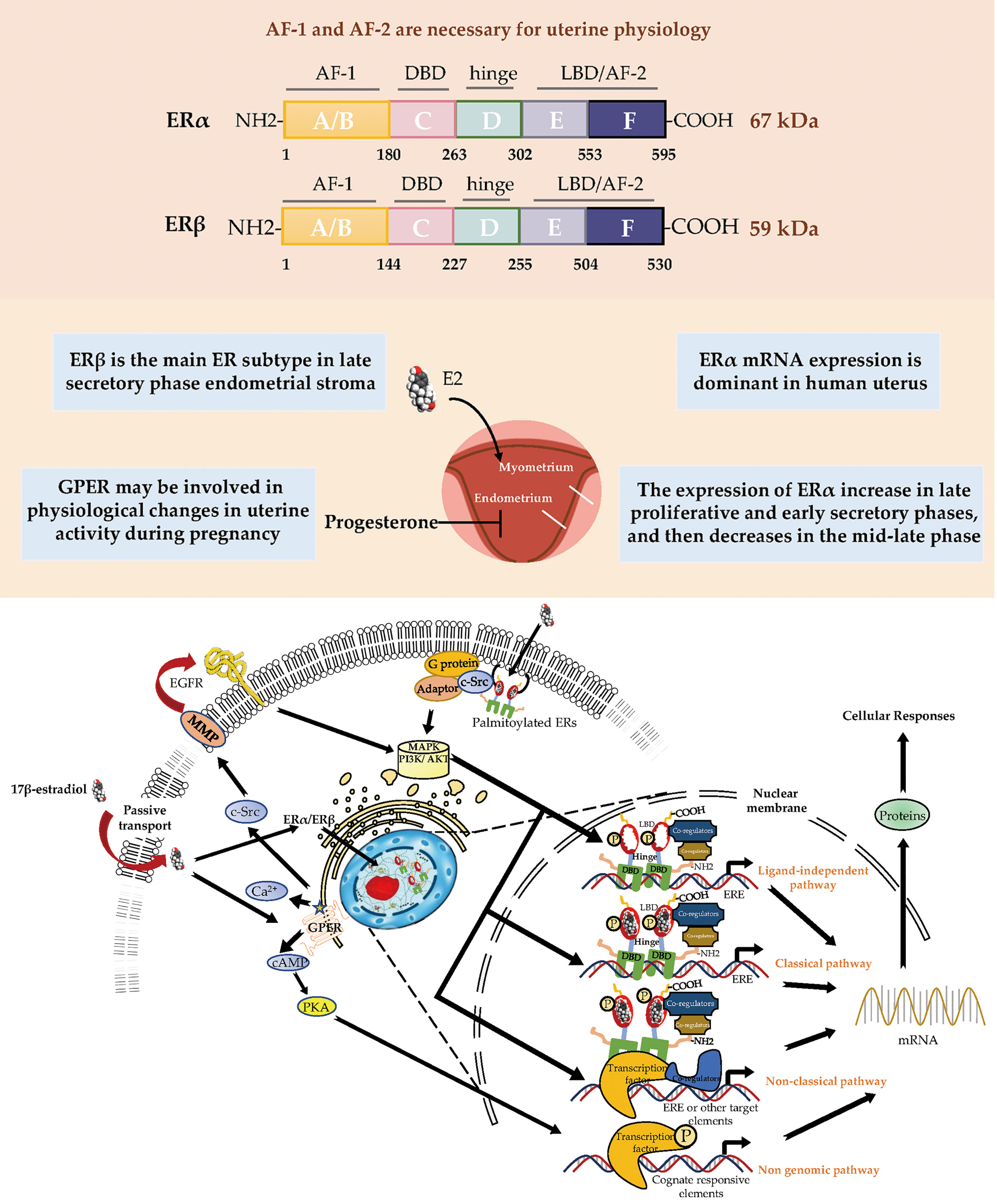 Frontiers Estrogen Receptor Function Impact On The Human Endometrium