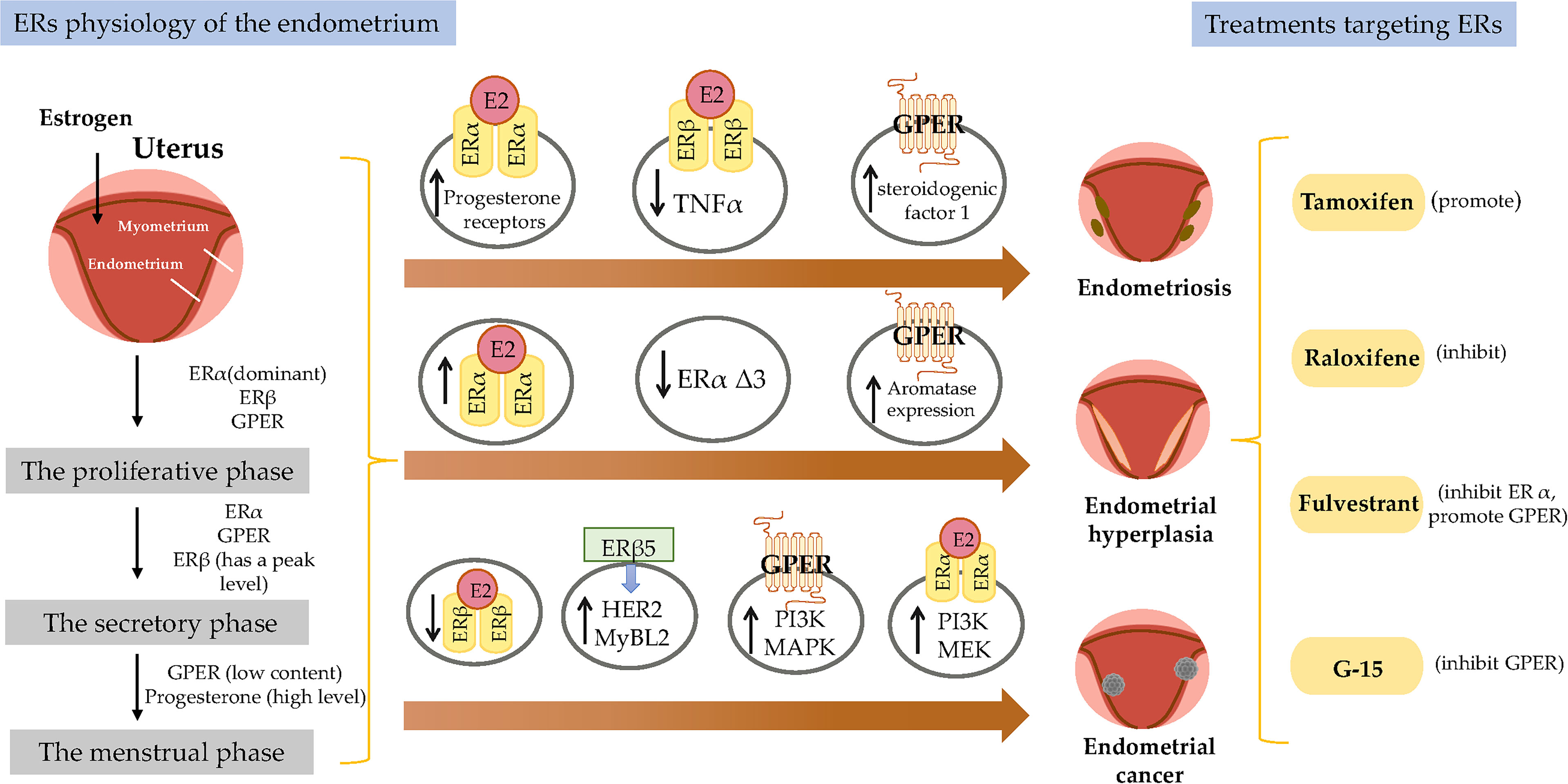 Frontiers Estrogen Receptor Function Impact On The Human Endometrium