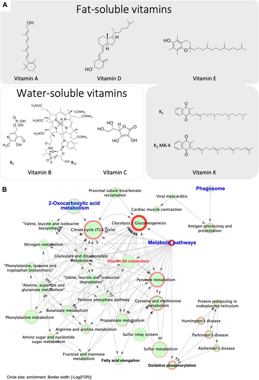 Frontiers | Calcium Homeostasis in the Epididymal Microenvironment: Is ...