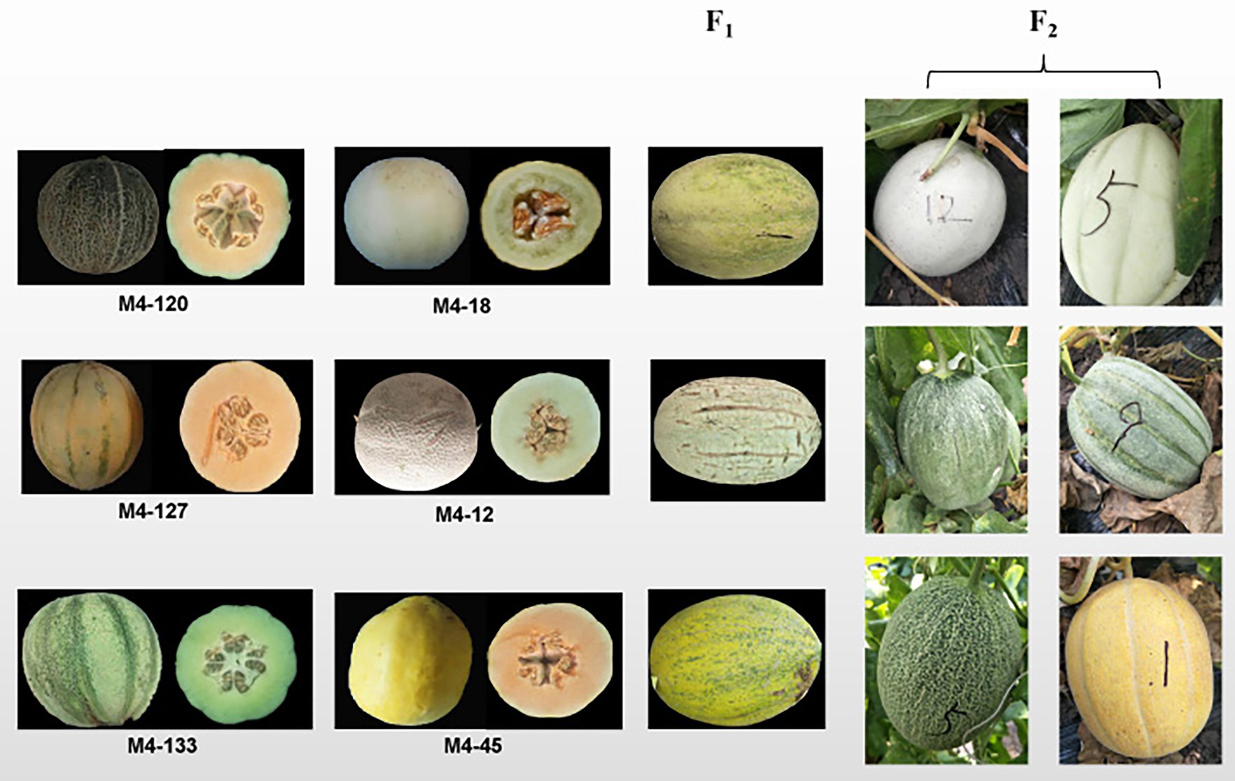 Grove melons. image stock. Image du melon, industrie - 198641039