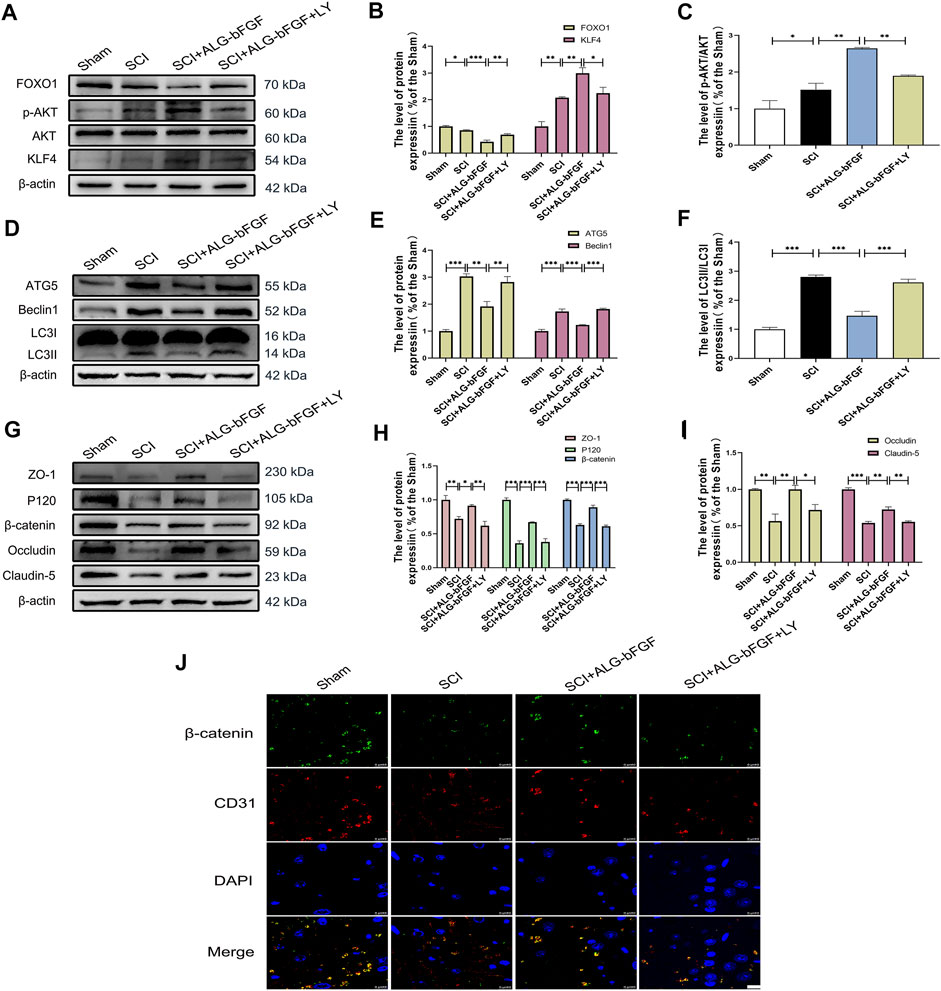 Frontiers | ALG-bFGF Hydrogel Inhibiting Autophagy Contributes to ...