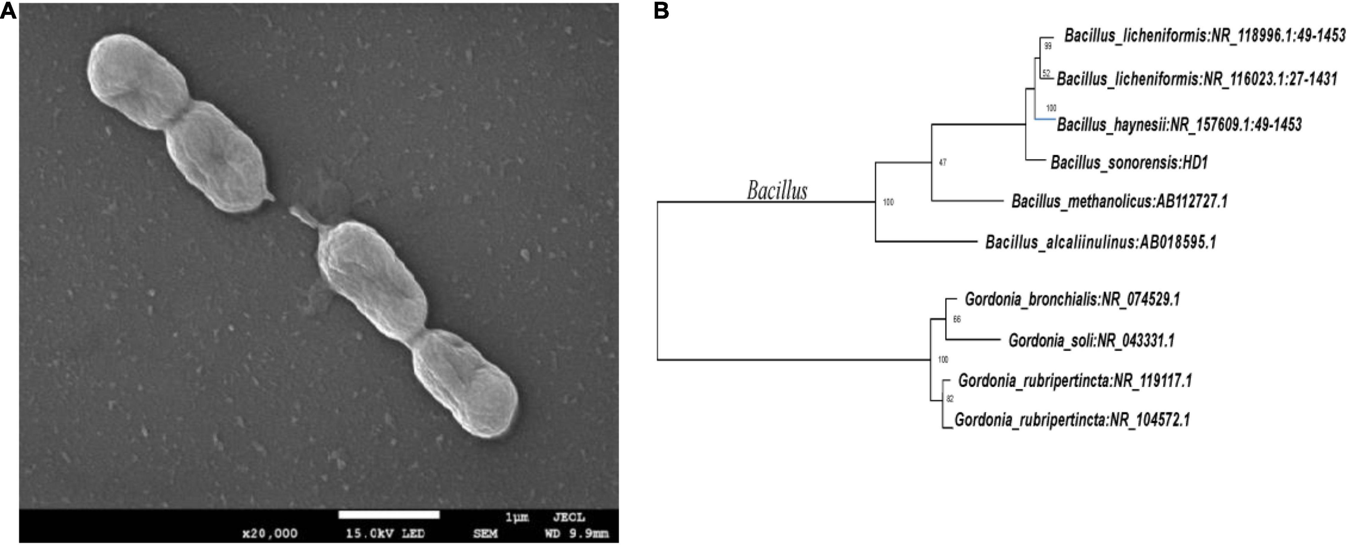 Frontiers | Identification and Characterization of HD1, a Novel ...