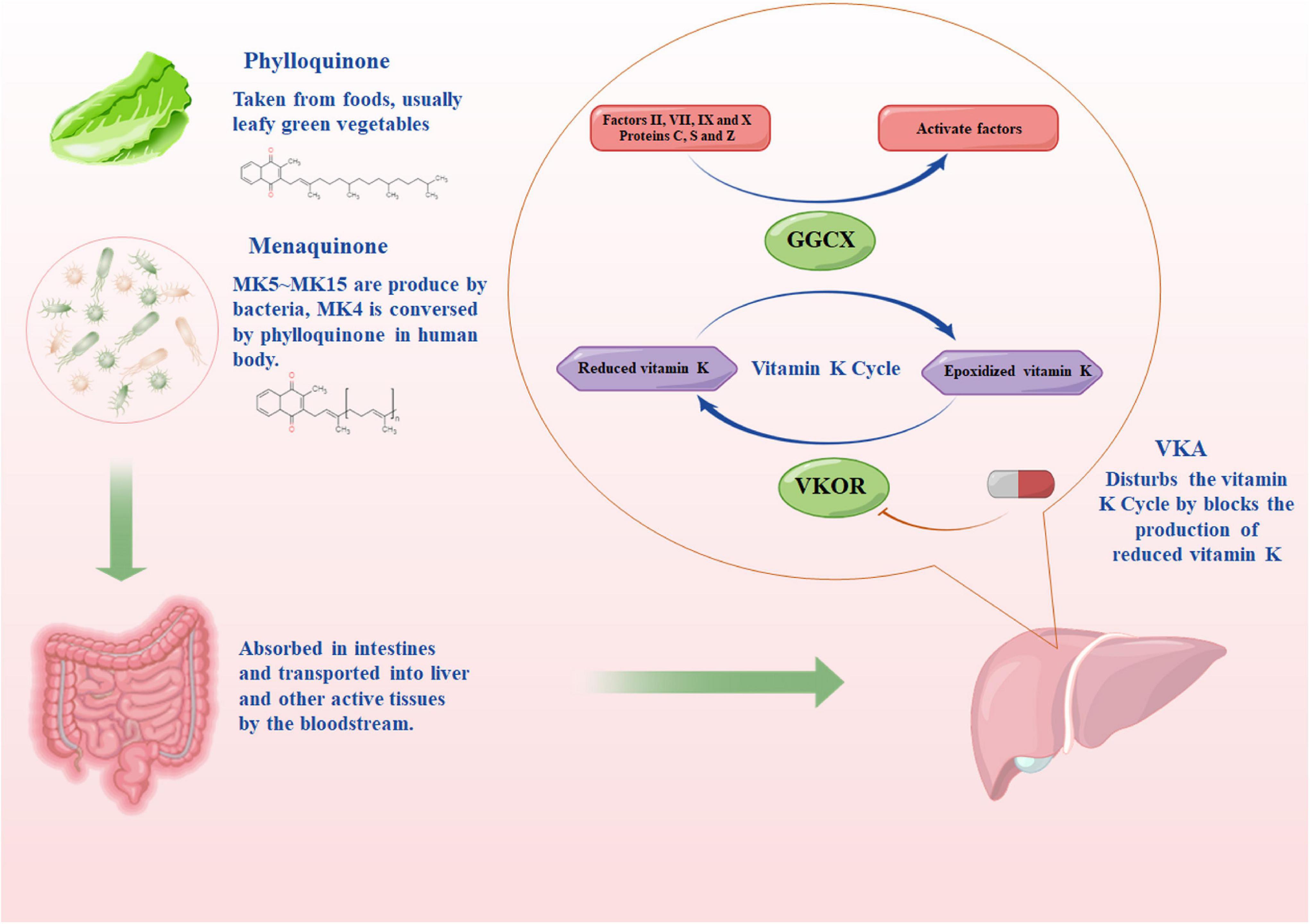 Frontiers The Relationship Among Intestinal Bacteria Vitamin K And 