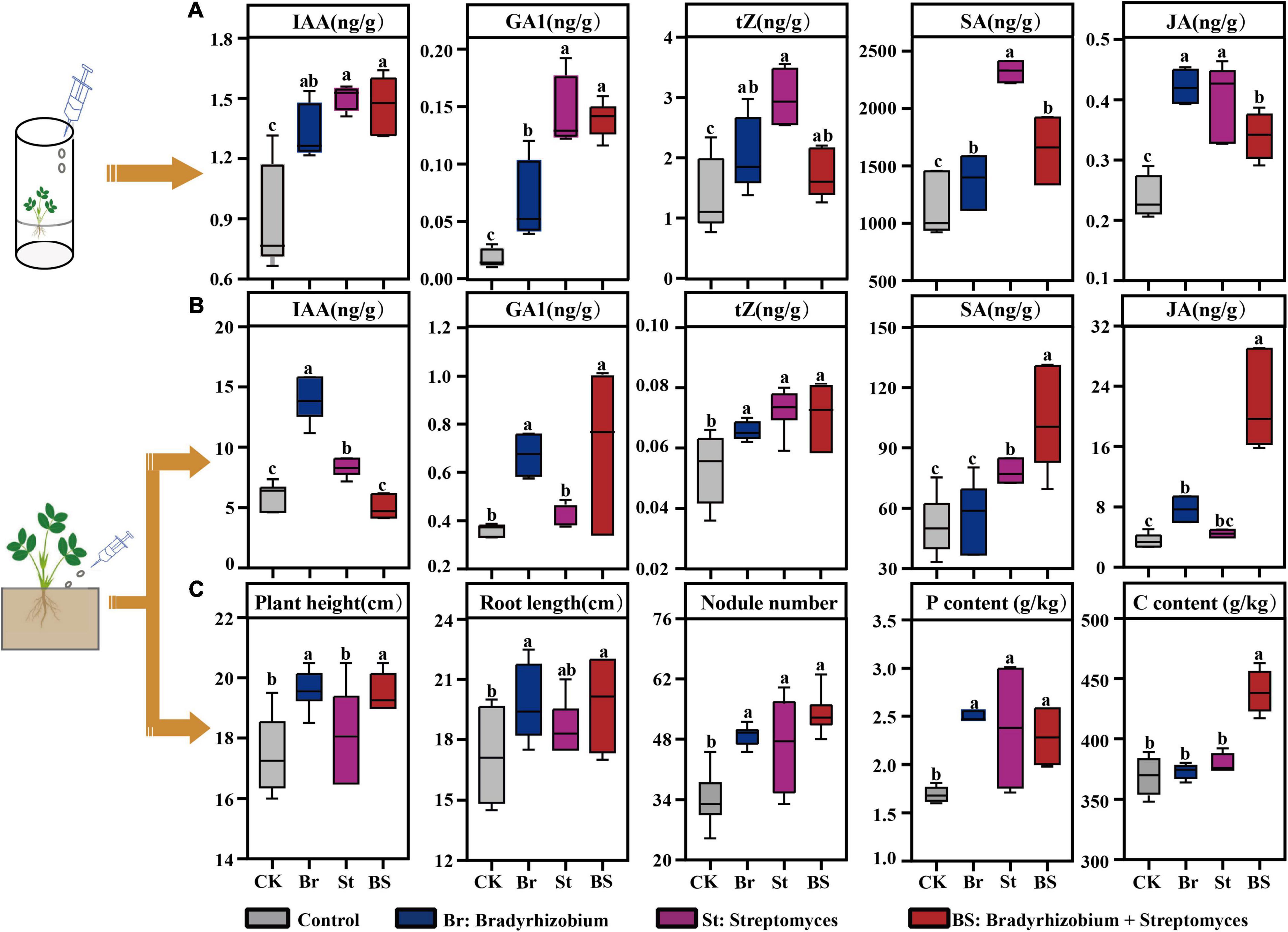 Frontiers Interspecific Neighbor Stimulates Peanut Growth