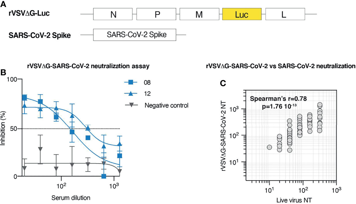 Frontiers Neutralizing Antibody Responses To Sars Cov In Recovered