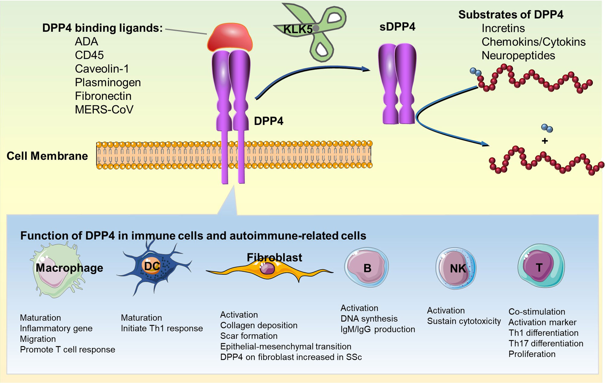 Frontiers | Emerging Role of Dipeptidyl Peptidase-4 in Autoimmune Disease