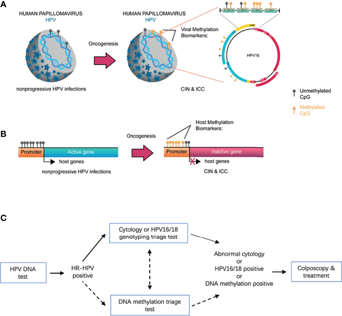 Frontiers Detection Of Host Cell Gene HPV DNA Methylation Markers A 