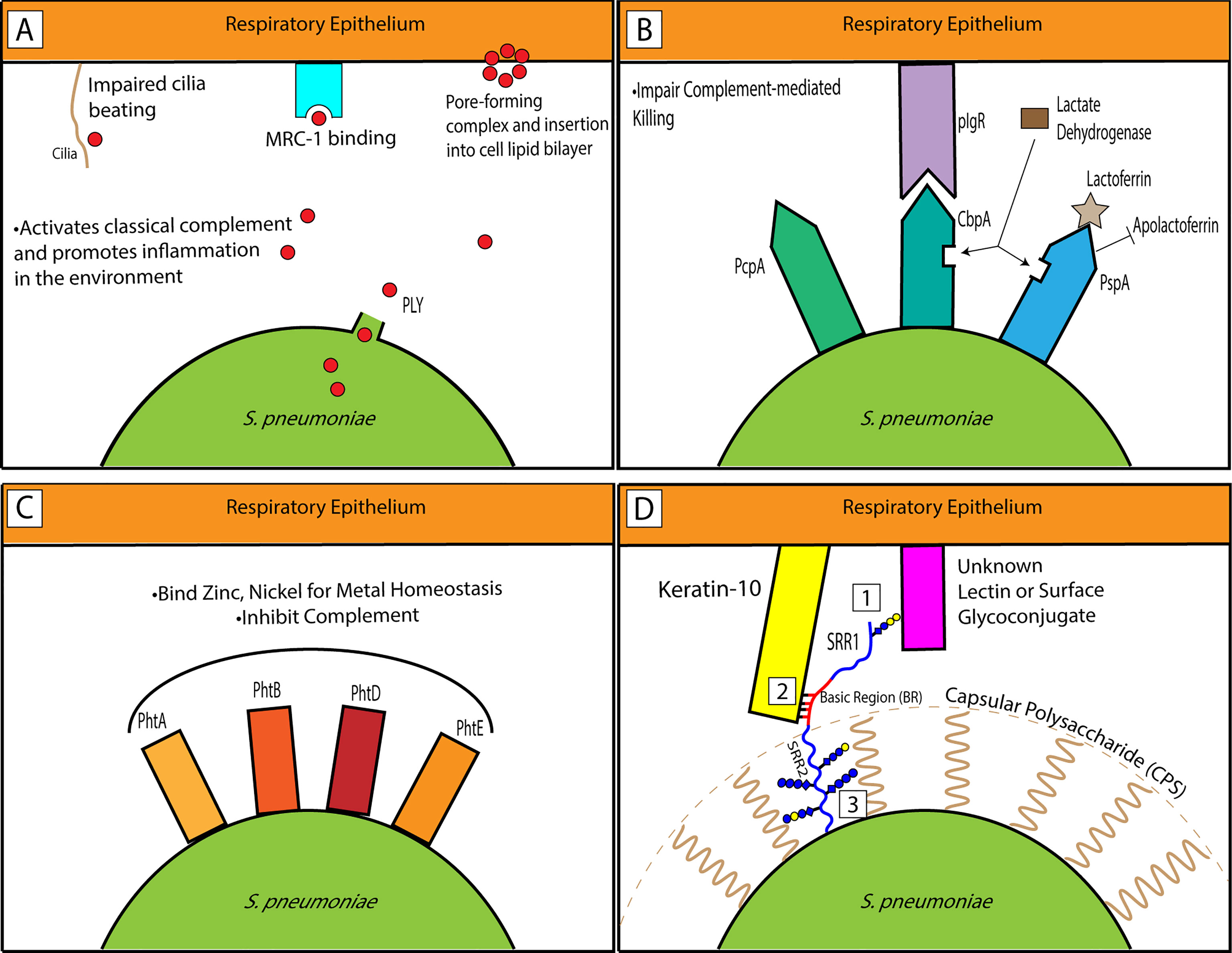 Frontiers Pneumococcal Surface Proteins As Virulence Factors 