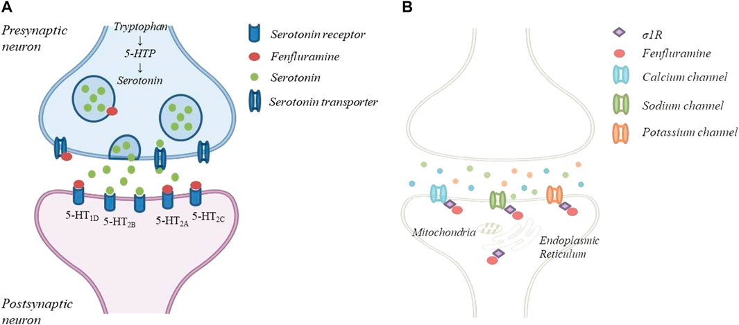 Frontiers | Improving Therapy of Pharmacoresistant Epilepsies: The Role ...