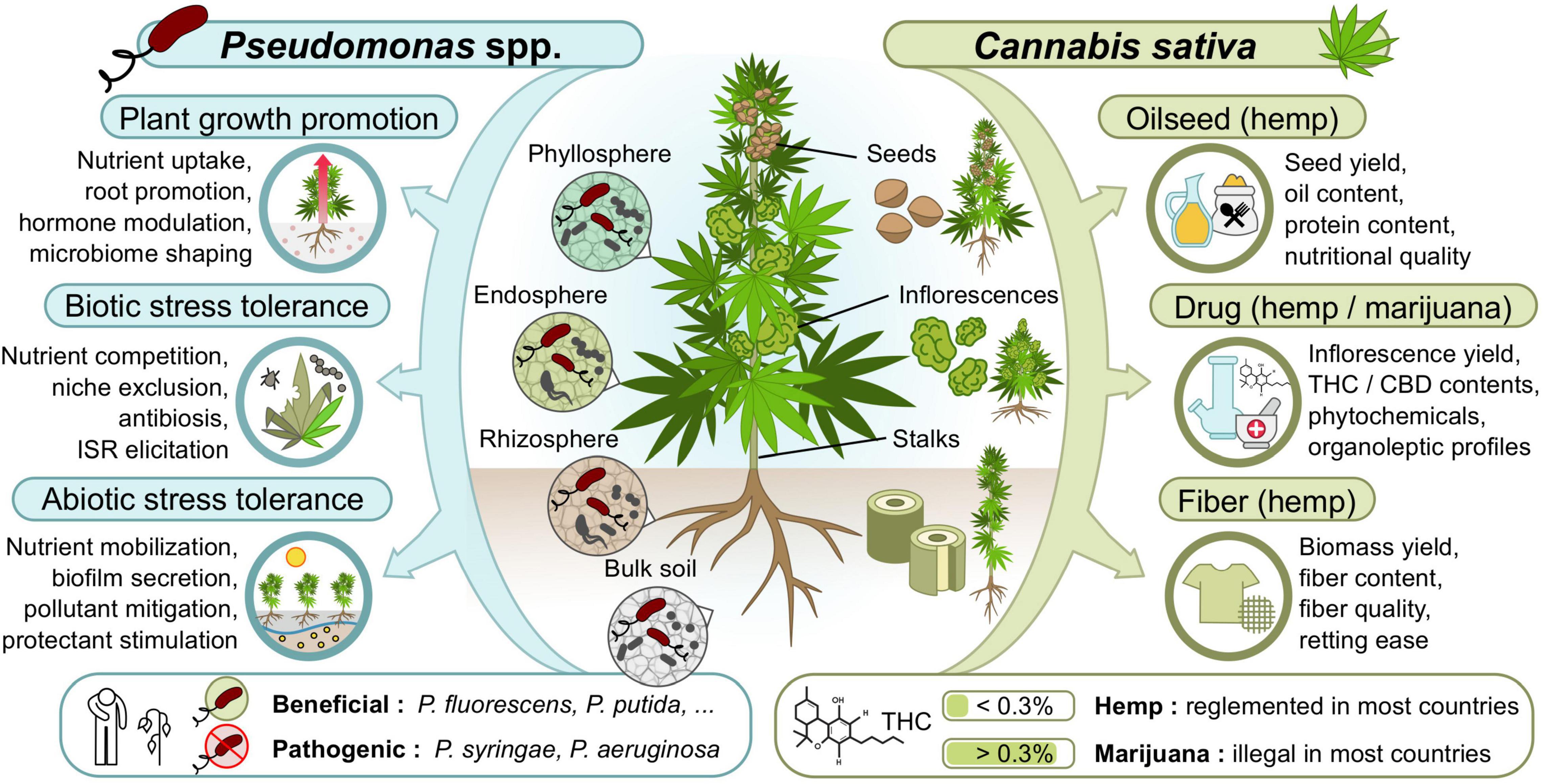 Frontiers  Exploiting Beneficial Pseudomonas spp. for Cannabis Production