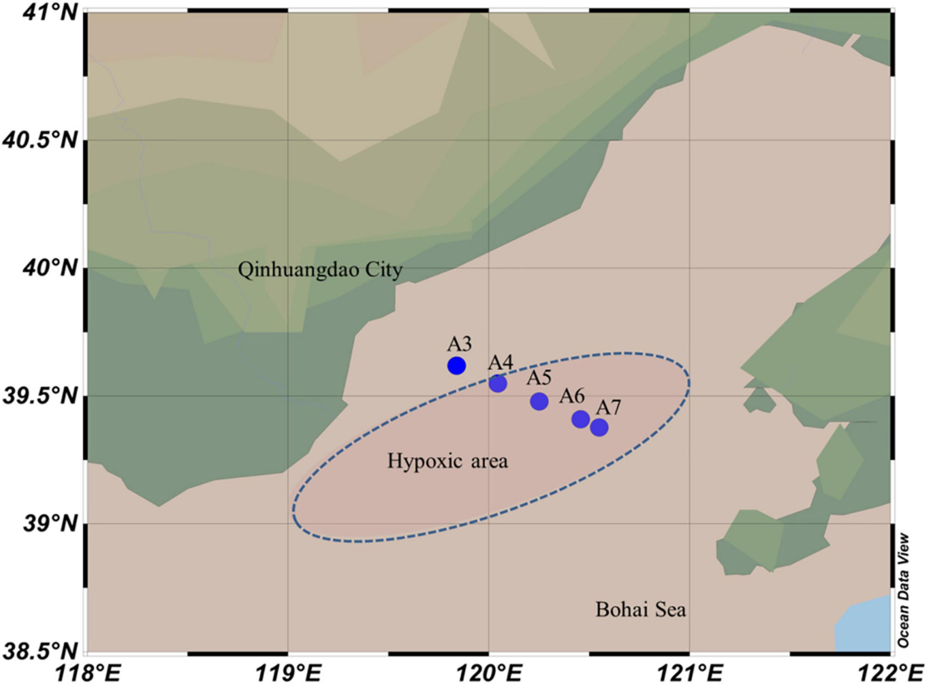 Organic matter, bacteria doom sea stars to oxygen depletion