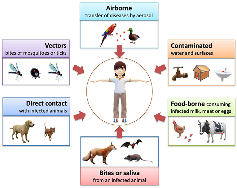 Can Dog Viruses Be Spread To Humans