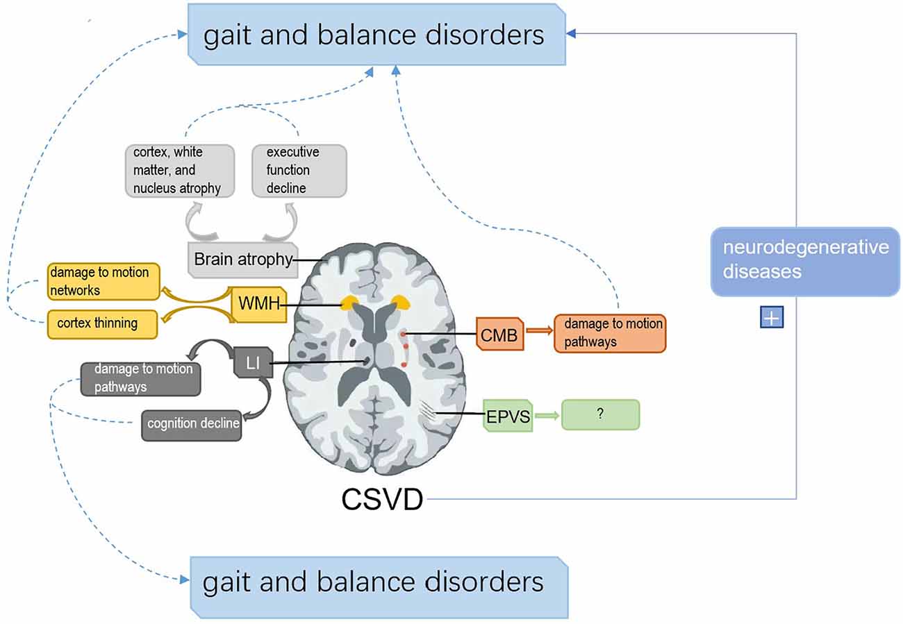 Frontiers Association Of Cerebral Small Vessel Disease With Gait And 