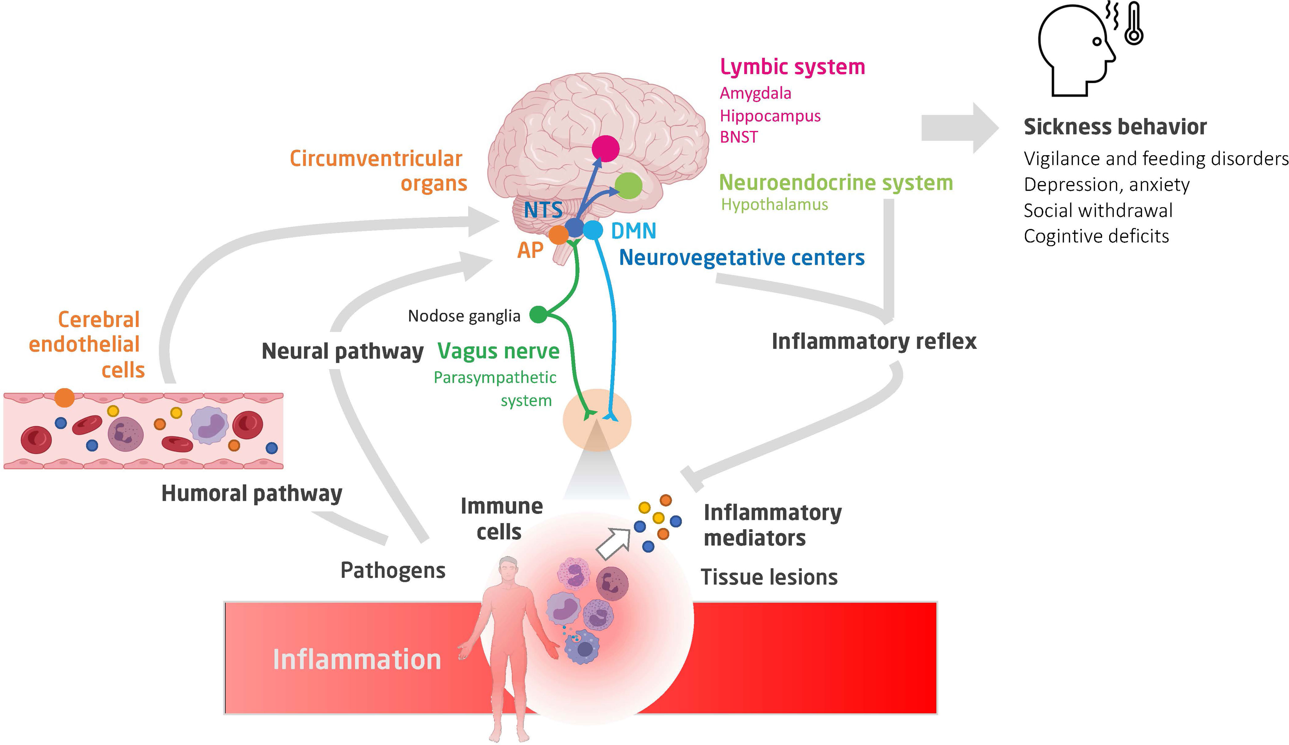 Frontiers Neuro Inflammatory Response And Brain Peripheral Crosstalk