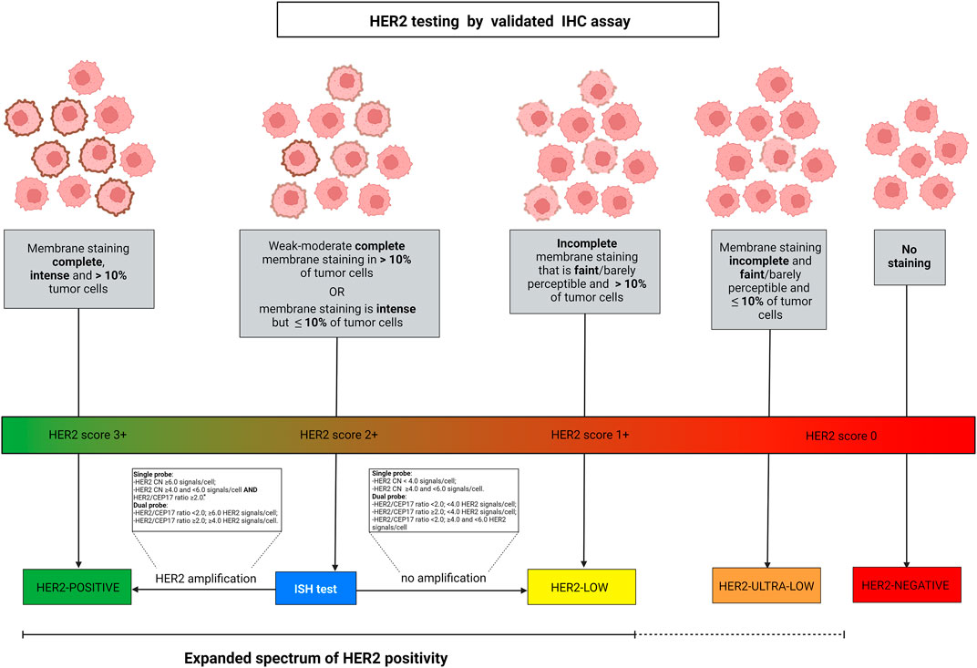 Frontiers  HER2 Low, Ultra-low, and Novel Complementary Biomarkers:  Expanding the Spectrum of HER2 Positivity in Breast Cancer