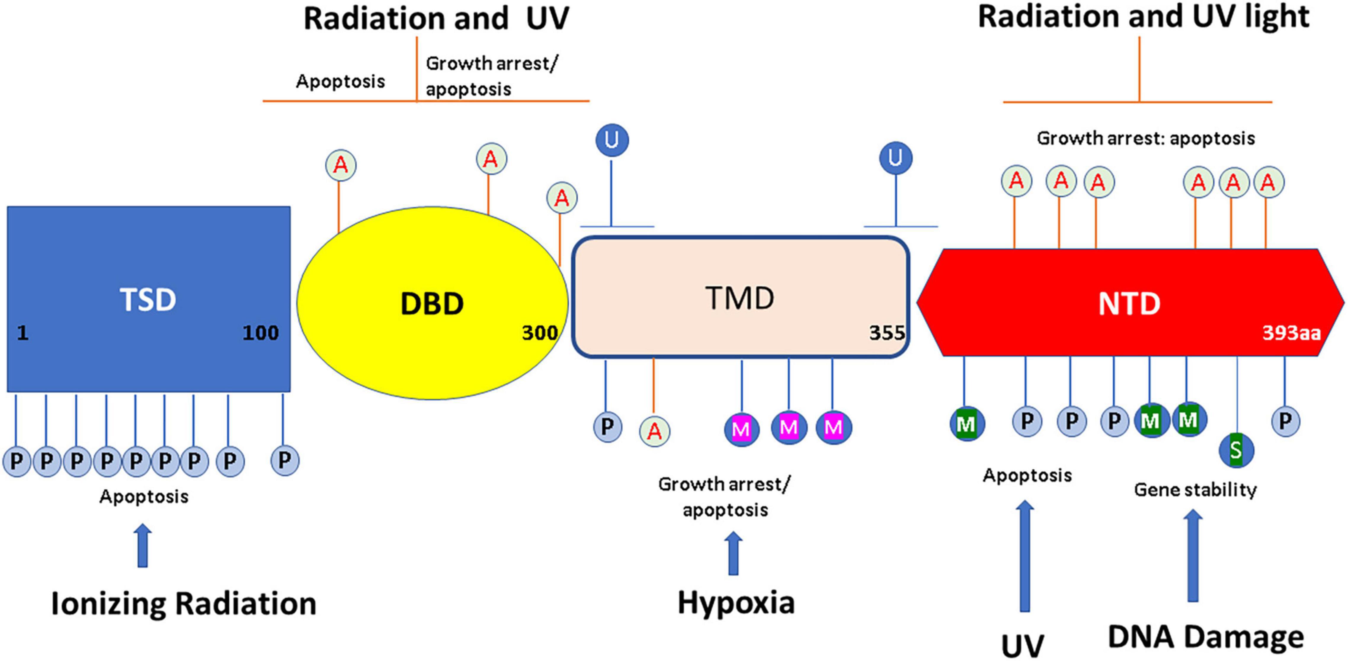 Frontiers Post translational Modifications Of The P53 Protein And The 