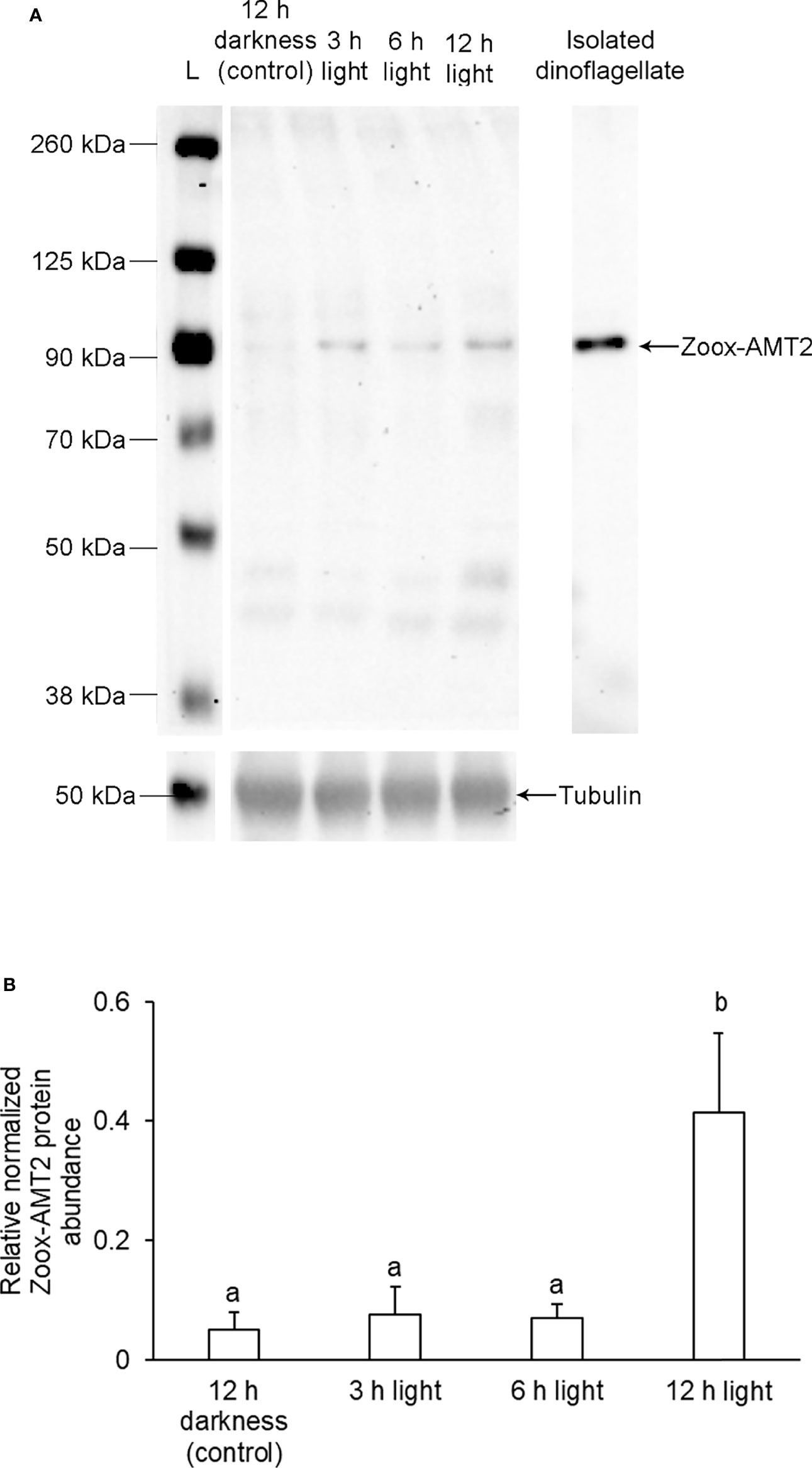 Frontiers | Symbiotic Dinoflagellates of the Giant Clam, Tridacna ...