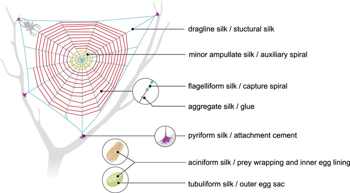 Amazing spider silk: Super-elastic proteins key to spider web's
