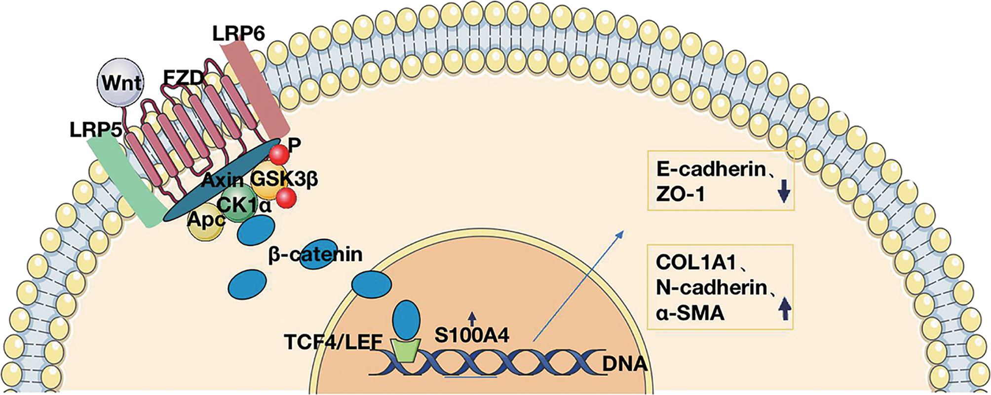 Frontiers S100a4tcf Complex Transcription Regulation Drives