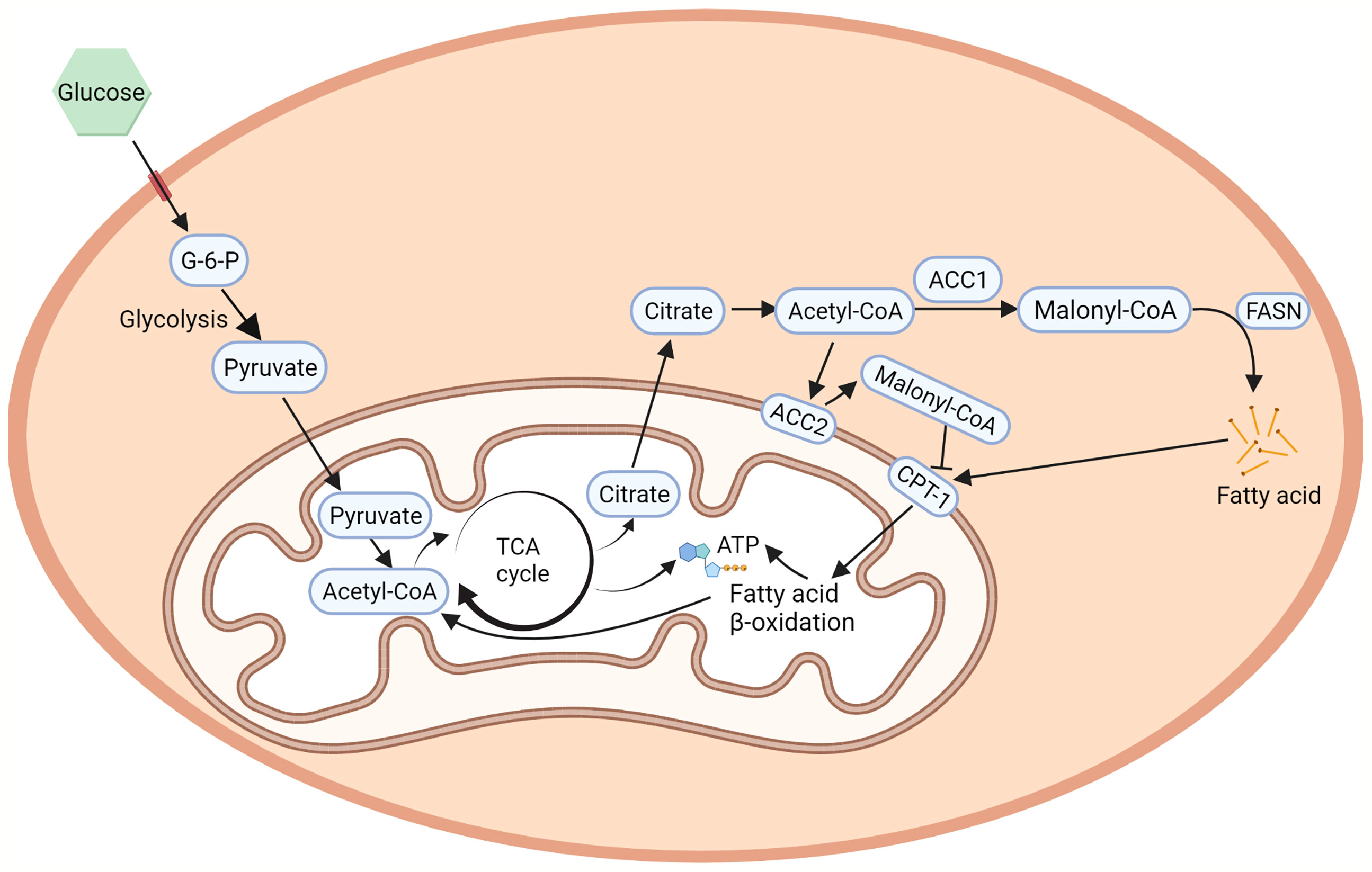 acetyl coa carboxylase pathway