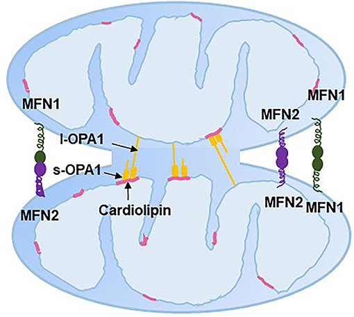 Frontiers | Current Studies of Mitochondrial Quality Control in the ...