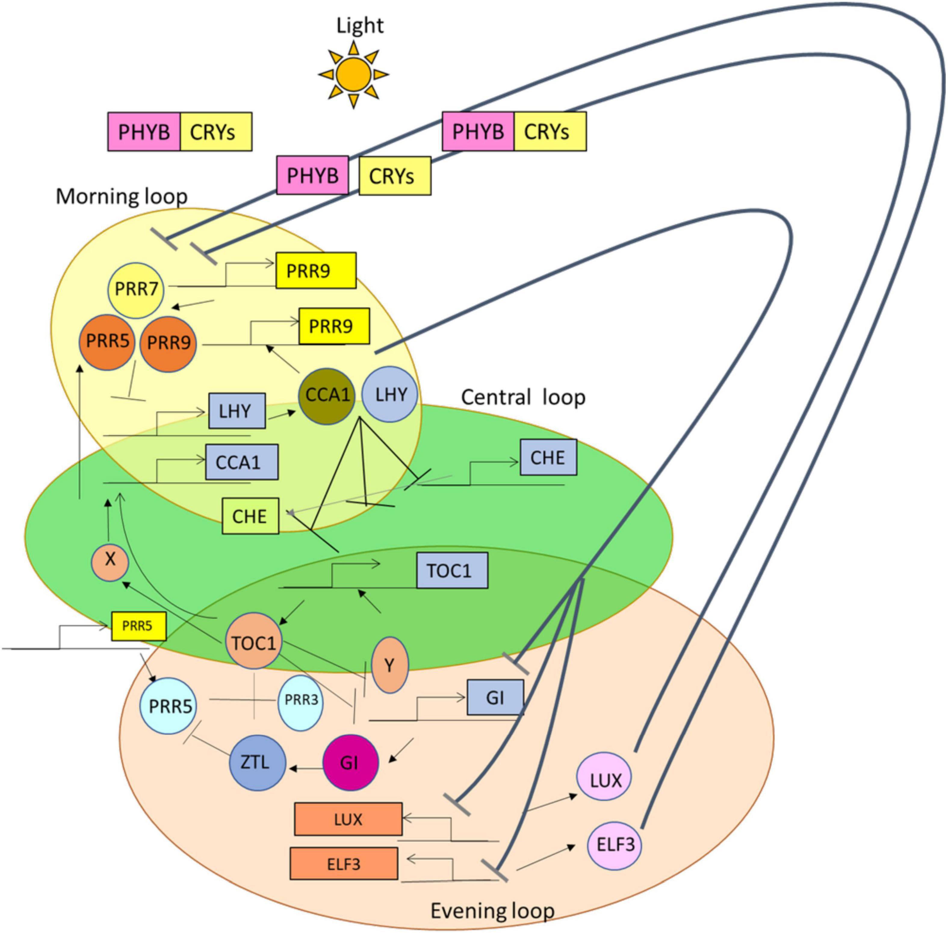 Frontiers Role Of Circadian Rhythms In Major Plant Metabolic And 