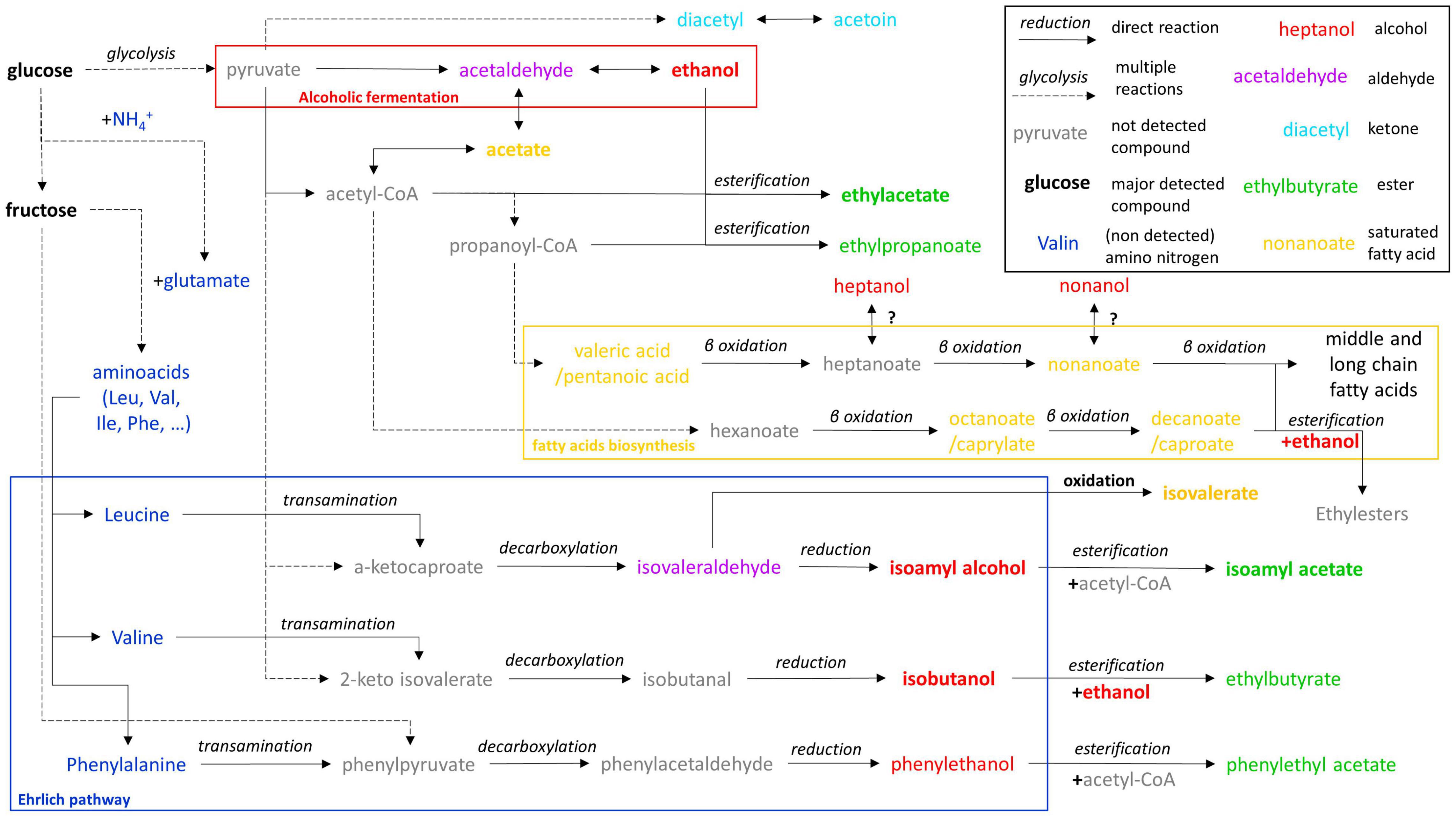 Frontiers | Use of a Minimal Microbial Consortium to Determine the ...