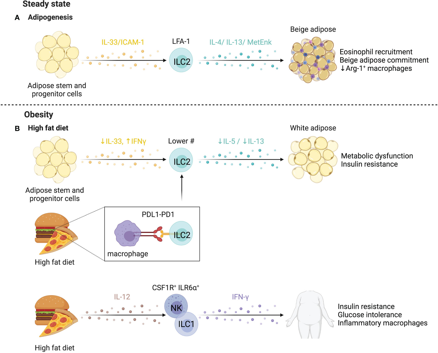 Frontiers | Tissue-Dependent Adaptations and Functions of Innate 