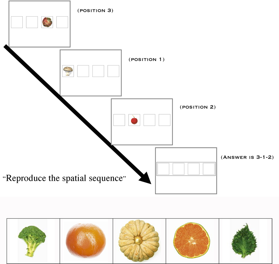 Tasks for the Development of spatial thinking.