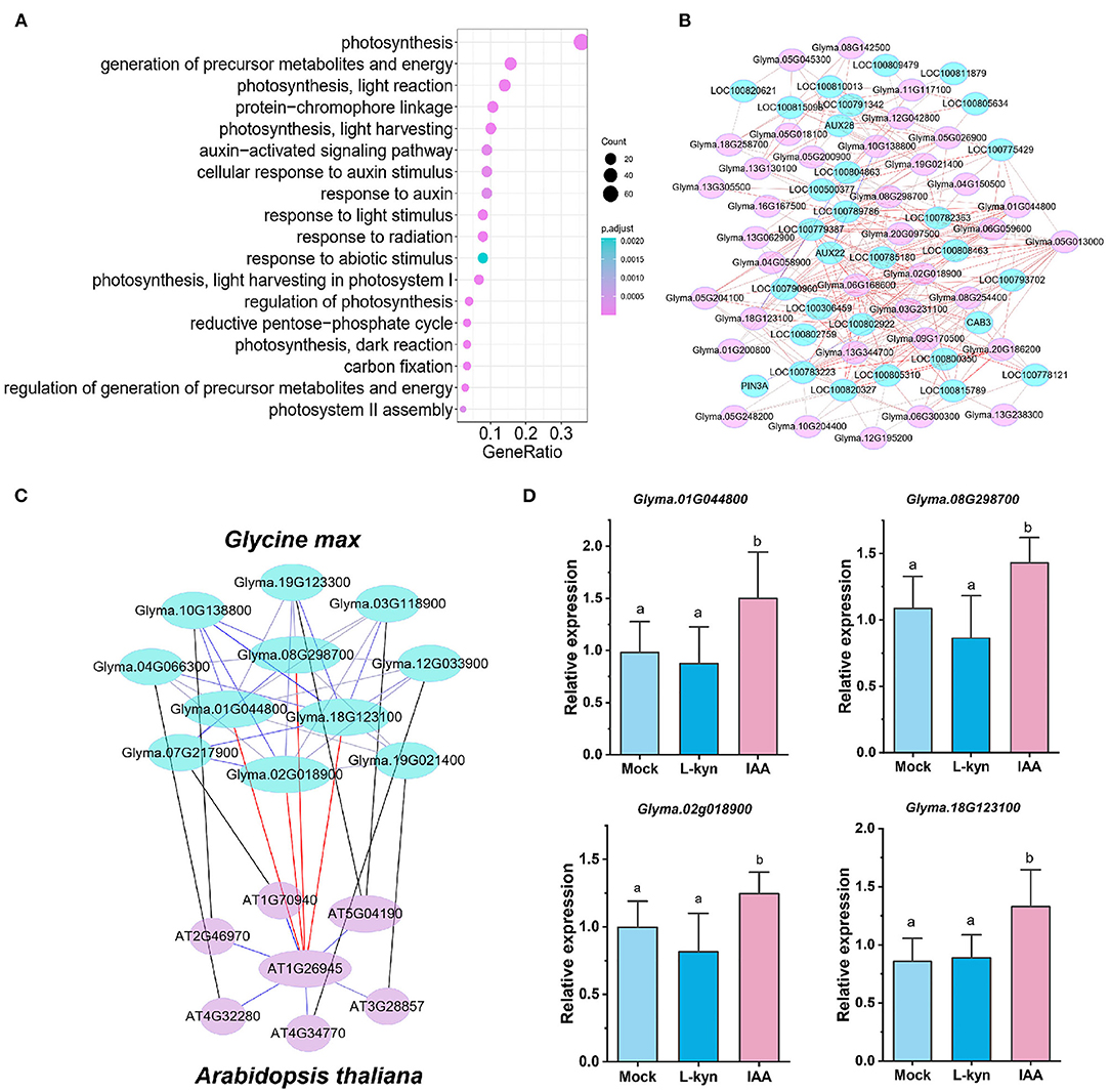 Frontiers | Deciphering Novel Transcriptional Regulators of Soybean ...