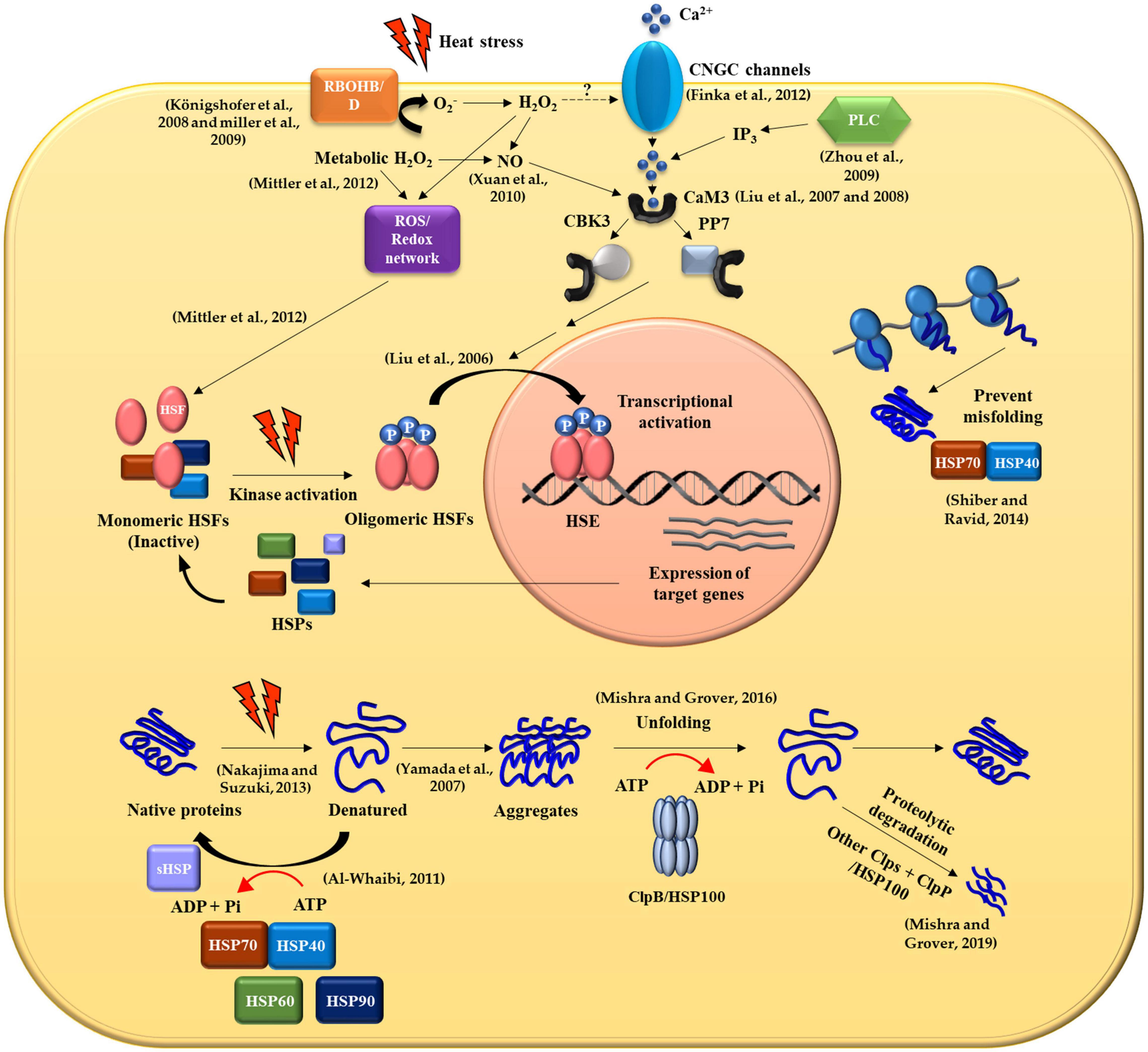 Frontiers Molecular Bases Of Heat Stress Responses In Vegetable Crops 